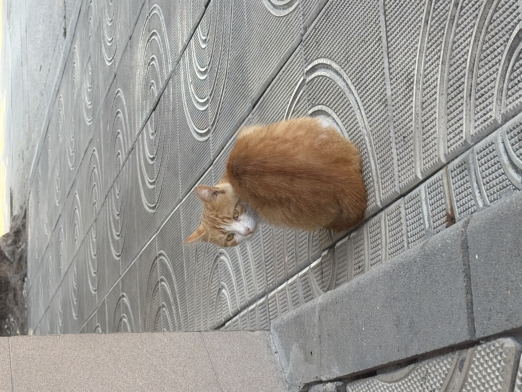An orange and white cat is sitting on patterned grey paving stones, facing away from the camera and looking over its left shoulder. The cat has green eyes and is fluffy. The paving stones have a spiral pattern. To the left of the cat is a section of textured wall, and a concrete curb. The background is out of focus, but appears to be a street or sidewalk.