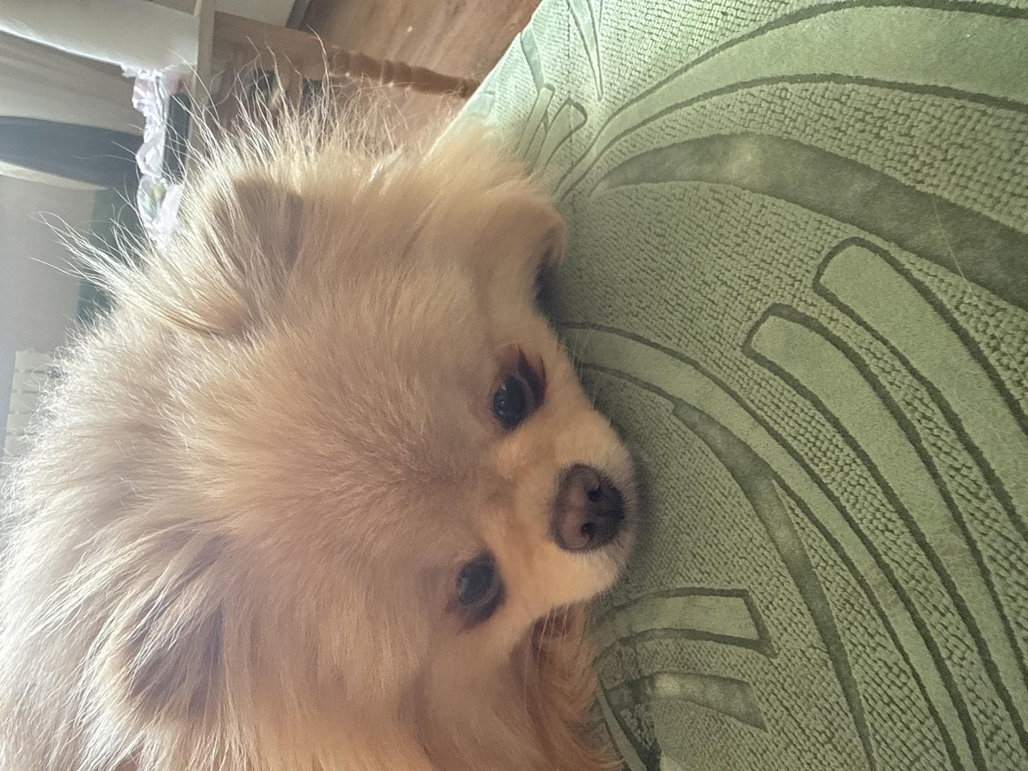 A tan-colored Pomeranian dog lies with its head resting on a green textured surface. The dog's eyes are dark and appear to be looking downwards. The background is blurred and shows hints of furniture and possibly clothing. The lighting suggests an indoor setting during the day.