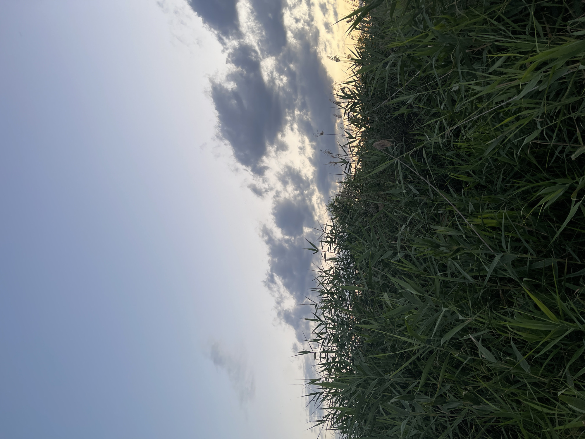 The image depicts a field of tall green grass and reeds against a dusky sky with scattered clouds. The sky transitions from a pale blue at the top to a warmer, yellowish hue near the horizon. The reeds are densely packed and dominate the foreground, obscuring the ground beneath. There are no people or man-made structures visible in the frame, suggesting a natural, possibly rural or undeveloped area. The overall impression is one of a serene, natural landscape at twilight. The location is stated to be in the city of Donskoye, Russia.