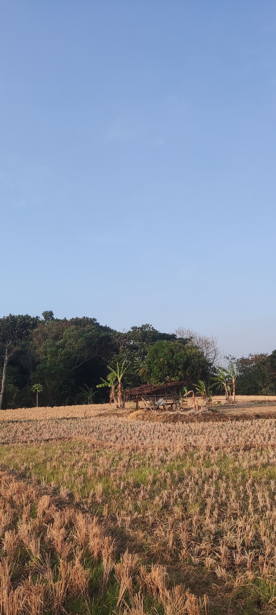 The image depicts a rural landscape in Sedong Kidul, Indonesia. In the foreground, a field of dried rice stalks stretches across the frame, interspersed with patches of green grass. In the middle ground, a small, rustic wooden hut with a thatched roof stands amidst banana trees. Behind the hut, a dense forest covers a hillside, with the clear blue sky forming the backdrop. The scene appears to be set in the late afternoon or early morning, with the sun casting a warm glow on the landscape. There are no people or animals visible in the image.