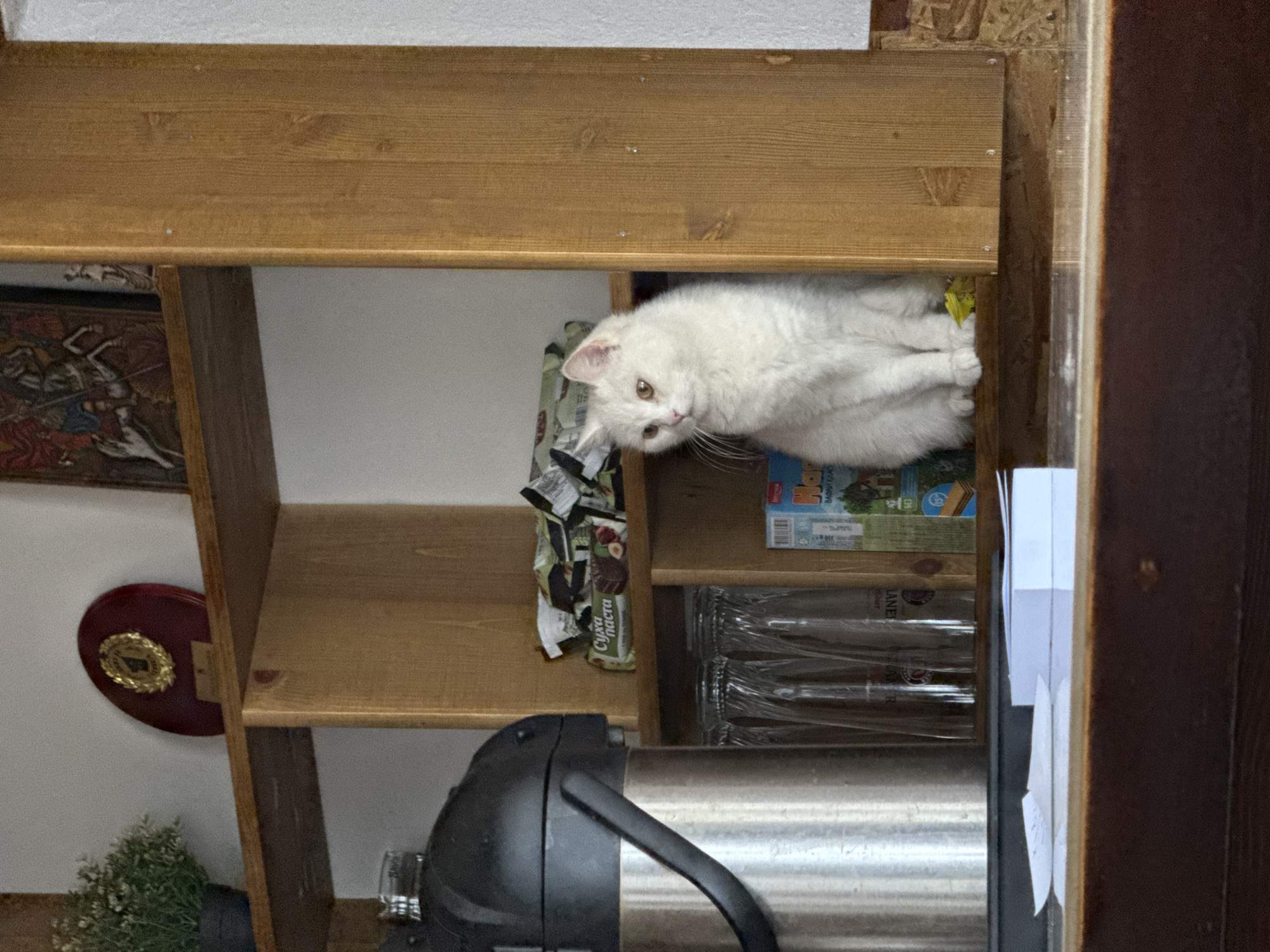 A fluffy white cat with amber eyes sits on a wooden shelf in a room, looking to the left. Behind the cat are several packages of cookies and a small blue box with text. To the left of the cat, on the same shelf, are several clear glasses. Below this shelf, partially visible, is a large silver thermos with a black lid and handle. In the background on the top shelf, a small green plant sits in a black pot, and to its right is a round red and gold award. To the right of the award is a framed picture or icon. The scene appears to be an indoor setting, possibly a cafe or a home, with wooden shelving units. The location of Yakoruda, Bulgaria, is not discernable from the image itself.