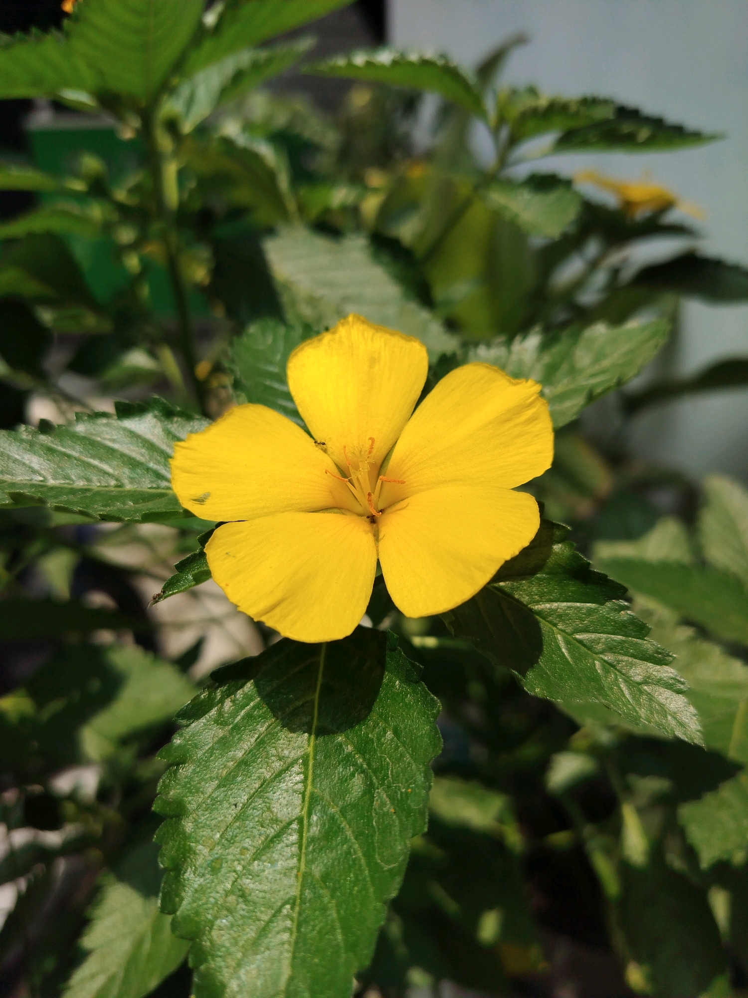A close-up, eye-level, outdoor shot captures a single, vibrant yellow flower with five petals in sharp focus. The flower is centered in the frame, with its delicate stamens and pistil visible in the middle. The petals are slightly curled at the edges and are illuminated by natural sunlight, casting a soft shadow. Surrounding the flower are lush green leaves, some in sharp focus and others blurred in the background, creating a bokeh effect. The leaves have serrated edges and prominent veins. The setting appears to be a garden or a natural environment, possibly in Yogyakarta, Indonesia, given the lush foliage and sunlight typical of the region. There are no people or animals visible in the frame, and no specific actions or interactions are taking place. The overall impression is one of natural beauty and tranquility.