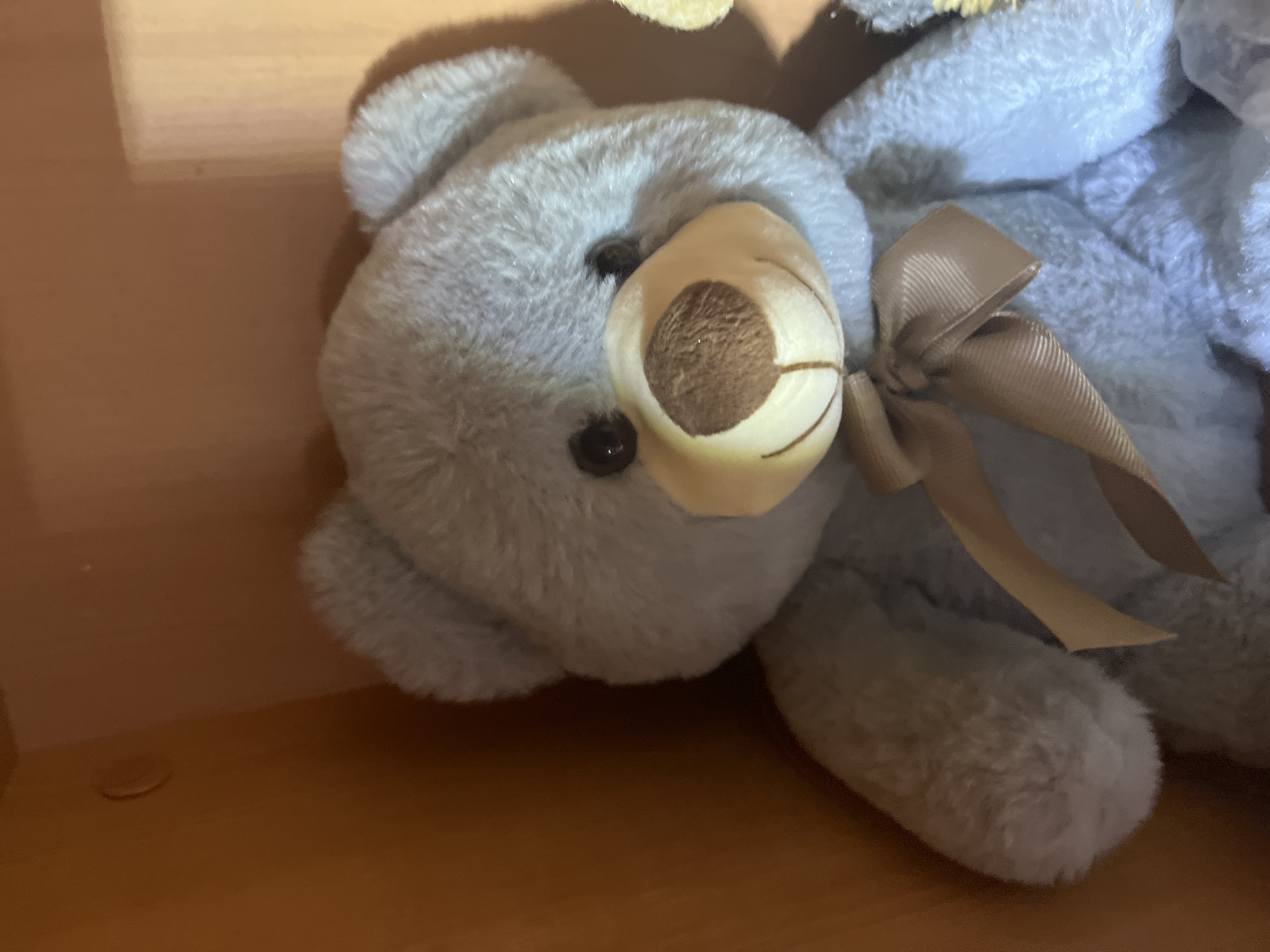 A close-up, slightly blurry, medium-angle shot shows a stuffed gray teddy bear sitting in a cardboard box. The bear is facing forward, with its head tilted slightly. It has dark, round eyes, a brown nose with a light brown muzzle, and a light brown ribbon tied into a bow around its neck. The background is the inside of a brown cardboard box, with the right wall of the box appearing slightly lighter due to lighting. The overall lighting is dim. The image does not contain any information that would allow for a determination of its location in Ashkadar, Russia.
