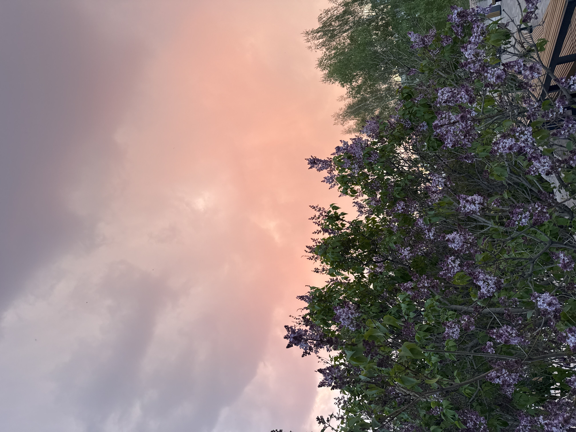 The image presents a view of the sky at dusk or dawn, likely in Novosibirsk, Russia, given the user's prompt. The sky transitions from a muted pinkish-orange hue to a subdued purple-grey. Clouds are present, obscuring the sky's full expanse. A tree with lilac flowers is visible on the right side of the frame, its branches extending across the upper portion of the image. Another tree with sparse green foliage is located at the very top of the image. A partially visible structure with dark, linear elements is present in the upper right corner, possibly a building or a decorative feature. No people are visible in the image. The environment suggests a park or garden setting, with the presence of trees and possibly a structure nearby. The image is oriented in portrait and appears to be shot from ground level.
