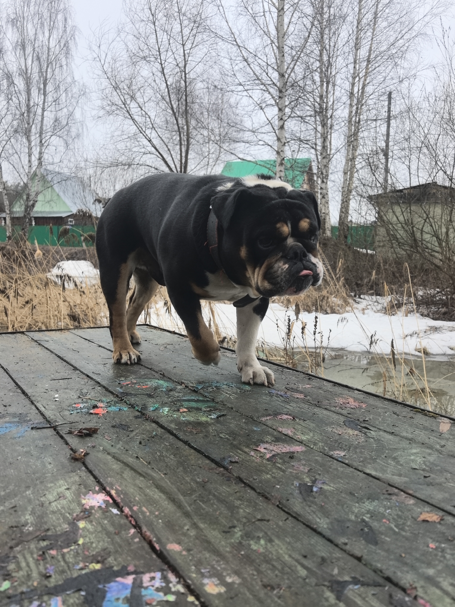 A bulldog with a black coat and white chest is walking on a wooden bridge or walkway. The bulldog is wearing a dark collar and has its tongue slightly sticking out. The bridge is weathered and has patches of colorful paint. Behind the bridge, there's a marshy area with dry reeds and patches of snow, suggesting it's either late winter or early spring. Beyond the marsh, there are buildings with green roofs and siding, indicating a residential area. The trees in the background are bare, further supporting the late winter/early spring setting. Based on the metadata of this file, the location is Noviy, Russia.