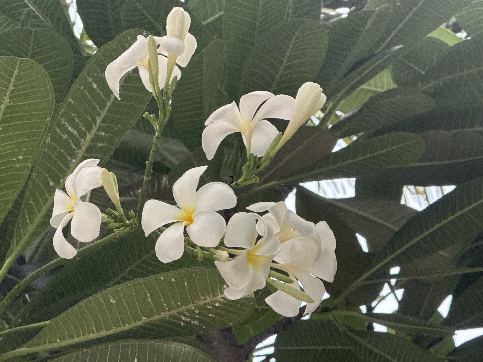 A close-up, vertical shot shows a cluster of white plumeria flowers with yellow centers amidst lush green leaves. The flowers are depicted in various stages of bloom, some fully open, others still partially closed. The leaves are large and broad, with prominent veins and a slightly textured surface. The background is a soft blur of green foliage, interspersed with patches of bright white light, suggesting sunlight filtering through the canopy. The image is undated and does not show any identifiable landmarks or people, making it impossible to determine its specific location in Pattaya City, Thailand, or any surrounding context.
