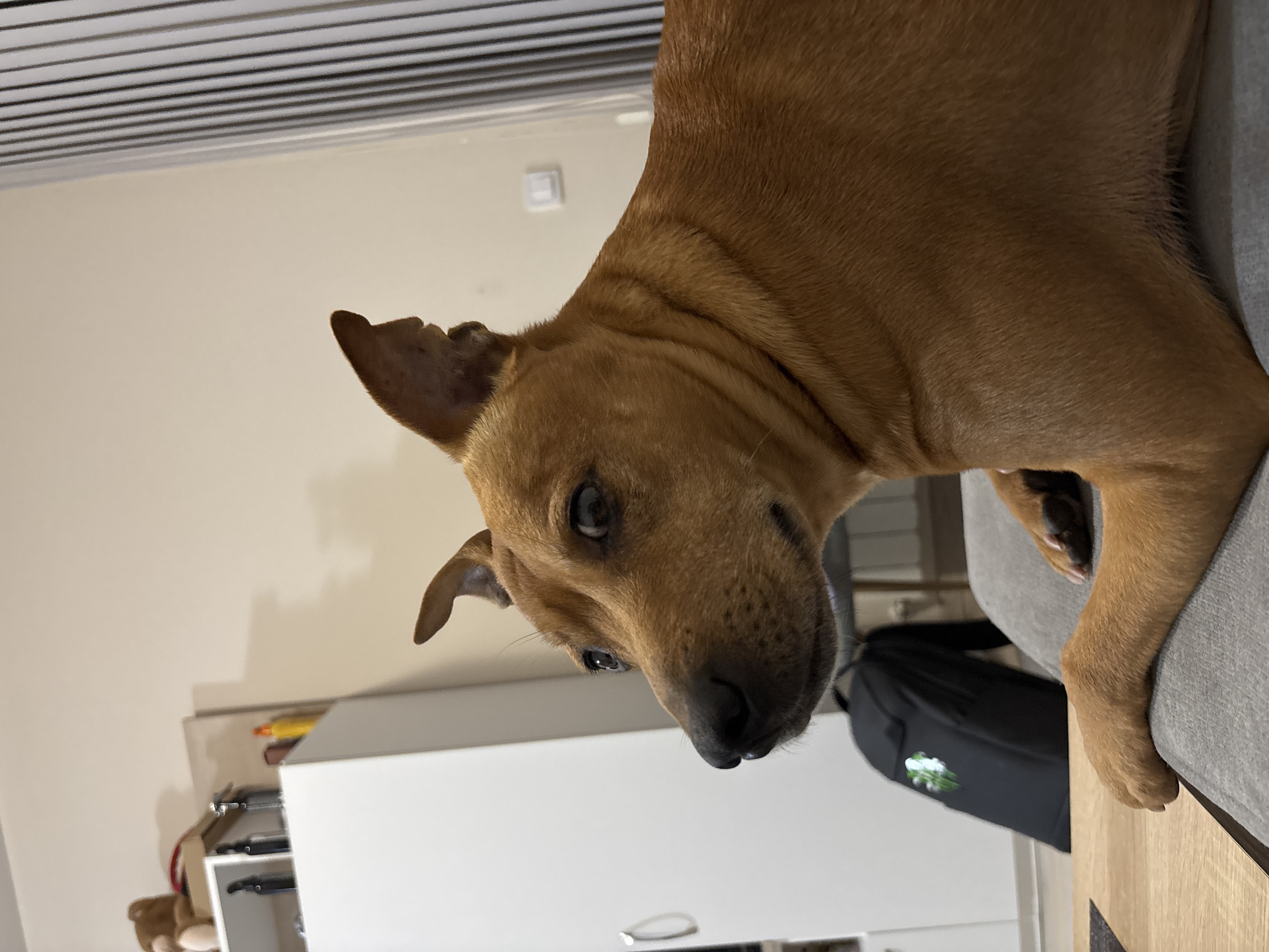 A medium-sized, short-haired brown dog is resting on a light grey surface, possibly a couch. The dog's head is oriented towards the viewer. The background includes a white cabinet with a handle, a black backpack with a reflective emblem, and a wall. Venetian blinds are visible at the top of the frame. There is no indication of the location being Sofia, Bulgaria.