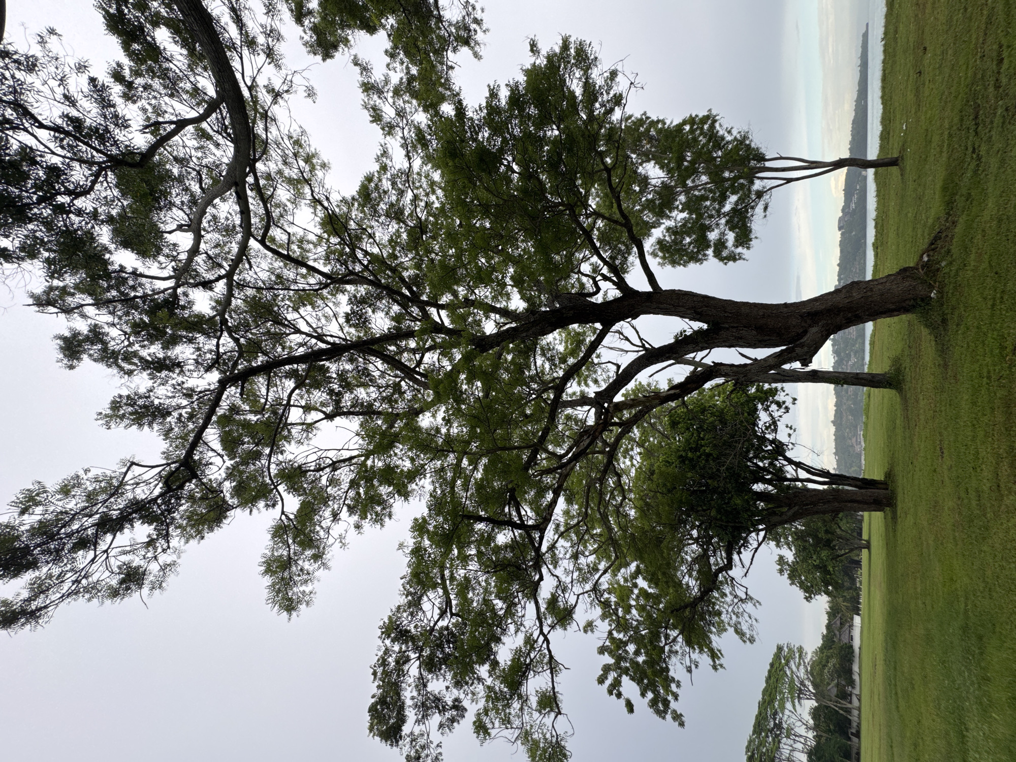 This is a landscape image featuring a prominent, large tree in the foreground, set against an overcast sky and a scenic coastal backdrop.
The tree dominates the left and upper portions of the frame, showcasing a sturdy trunk and an extensive canopy with dense, dark green foliage and numerous sprawling branches. The perspective is looking upwards and outwards from beneath the tree's branches.
The ground consists of a wide, well-maintained expanse of green grass, suggesting a park or open recreational area. In the mid-ground, several other trees are scattered across the grassy area and along the shoreline. Beyond the grassy expanse lies a broad body of water, likely the sea or a bay, stretching towards the horizon. Across the water, a distant landmass or coastline with faint structures is visible.
The sky is uniformly gray and overcast, diffusing the light and indicating a cloudy day. No specific human activity or event is taking place, and no text is visible in the image. The scene conveys a sense of natural tranquility, consistent with a coastal park environment in a location like Kuta Selatan, Indonesia.