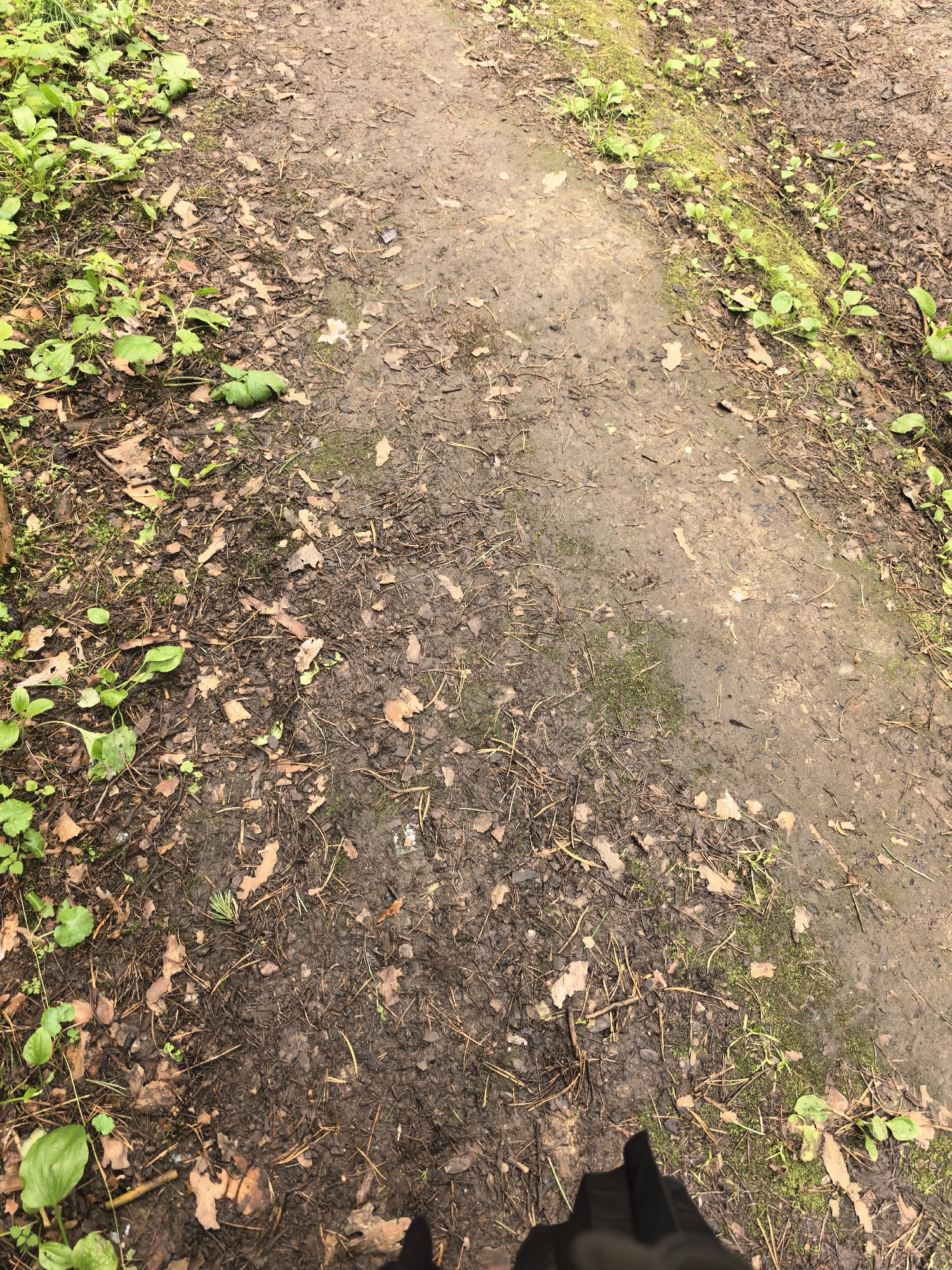 The image shows a muddy path in Yekaterinburg, Russia, with scattered leaves and green plants. The path appears to be in a wooded or park area. There is a shadow of a person at the bottom right of the image, suggesting someone is walking on the path. The lighting indicates it is daytime. The scene is natural and appears to be outdoors, likely in a natural setting within the city.