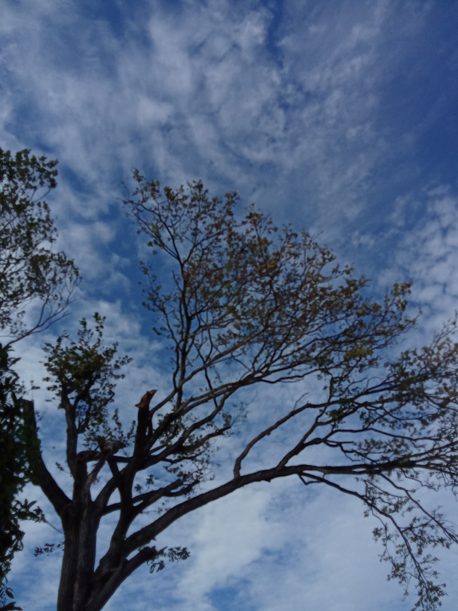 The photograph, likely taken in Juan Griego, Venezuela, depicts a view looking up towards the sky. The sky is a deep blue color, punctuated by streaks of white, wispy clouds. In the foreground, the silhouette of a tree dominates the lower portion of the frame. The tree's trunk is visible, and its branches stretch upward and outward, some displaying sparse foliage. Some branches appear to have been broken or trimmed. The composition suggests the photograph was taken outdoors, capturing a moment in time under potentially sunny conditions. The city location is inferred.