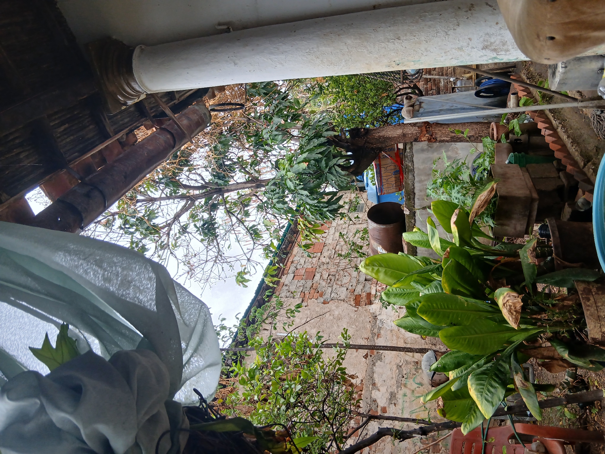 In the city of Tacarigua, Venezuela, this image depicts an outdoor scene, likely a backyard or patio area. Dominating the foreground is a large, leafy plant in a weathered planter, with some of its leaves showing signs of browning. To the left of this plant, a portion of a red plastic chair is visible. Behind the plant, a large, rusted metal cylinder lies horizontally. Further back, a brick wall with exposed sections of brick and plaster forms a backdrop, with a portion of a tree with green leaves and branches extending upwards. Overhead, a pale blue tarp or fabric is draped, creating a sense of shelter or enclosure. To the right, a large, white, fluted pillar stands tall, partially obscuring a section of the roof, which appears to be made of corrugated metal. Another, smaller tree with sparser foliage is visible behind the main tree. The ground appears to be dirt or gravel, with various smaller pots and objects scattered around. The overall impression is of a somewhat cluttered, lived-in outdoor space, possibly showing signs of disrepair or neglect. The sky is overcast.