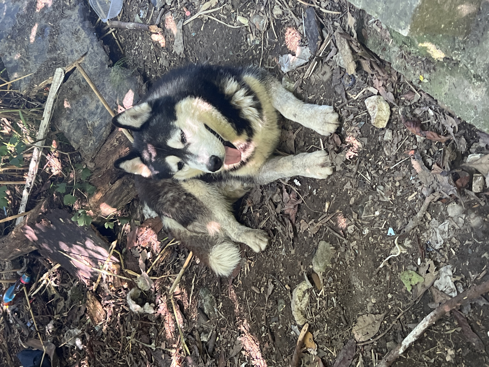 A husky dog with black and white fur is lying on the ground. The dog is panting with its tongue out. The ground is covered with dry leaves, twigs, and some debris. In the background, there are fallen logs and more debris. The scene appears to be outdoors in a wooded or overgrown area, possibly near a park or natural landscape. The lighting suggests it is daytime with dappled sunlight filtering through foliage. The image was taken in Sochi, Russia.