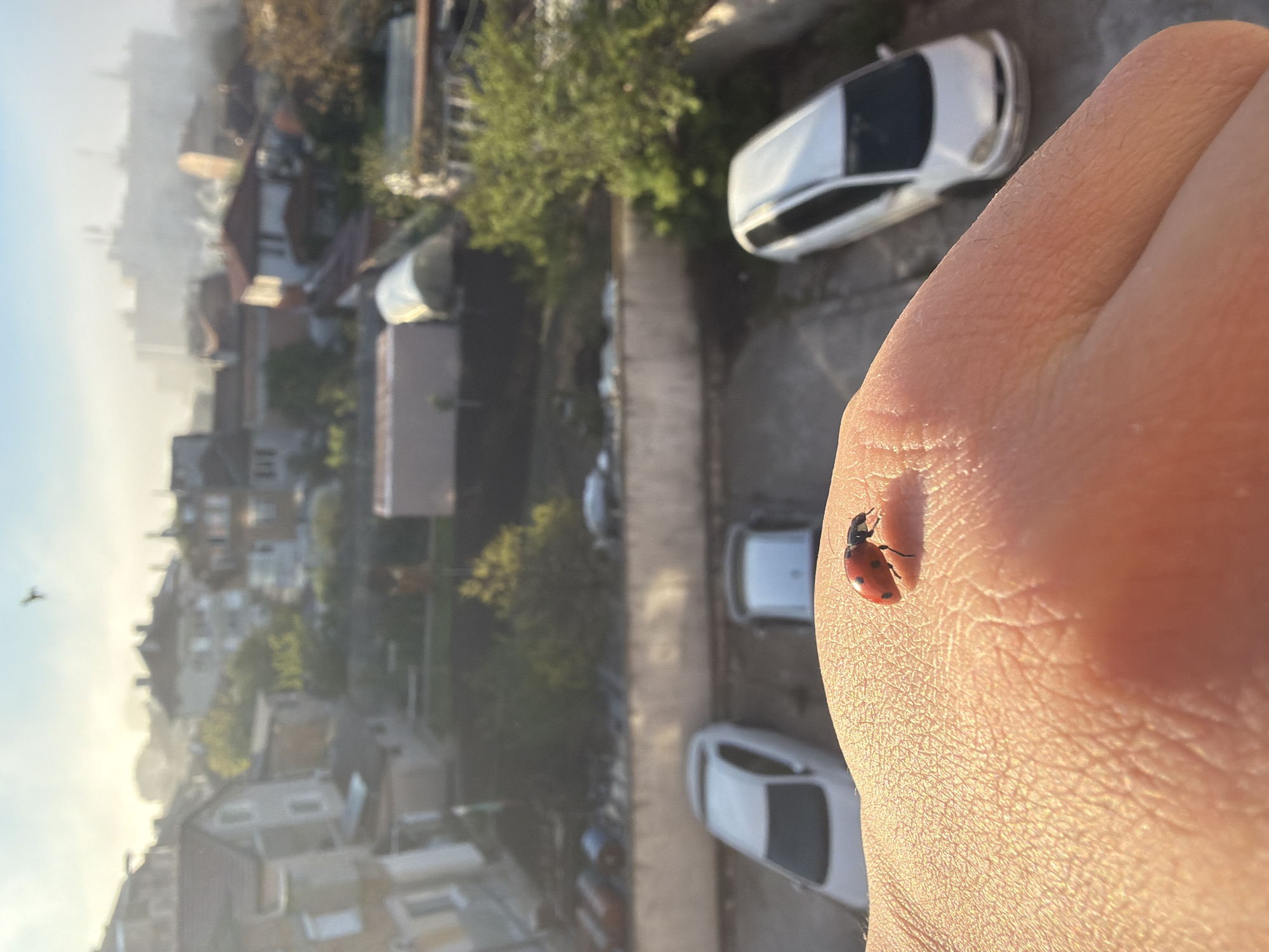 The image displays a close-up of a human hand in the foreground, specifically a portion of the palm or back of the hand, with a distinct ladybug resting or crawling on its surface. The ladybug is vibrantly red with visible black spots.
The background reveals an expansive, elevated view of a residential area. Numerous houses and buildings with varying rooflines are visible, interspersed with green trees and vegetation. Several cars, predominantly light-colored, are parked on streets or in driveways below. The scene suggests a dense urban or suburban environment.
The time of day appears to be either early morning or late afternoon, characterized by soft, warm sunlight illuminating the hand and casting a gentle haze over the distant cityscape. A light-colored sky is visible on the left, with a small, dark, indistinct shape (possibly a bird or airplane) silhouetted against it. The weather seems clear and sunny.
The photograph is taken from a high vantage point, looking down over the neighborhood. There is no visible text or specific event taking place beyond the presence of the ladybug on the hand within this panoramic setting. The location cues are generic to a residential area, with no specific geographical identifiers.