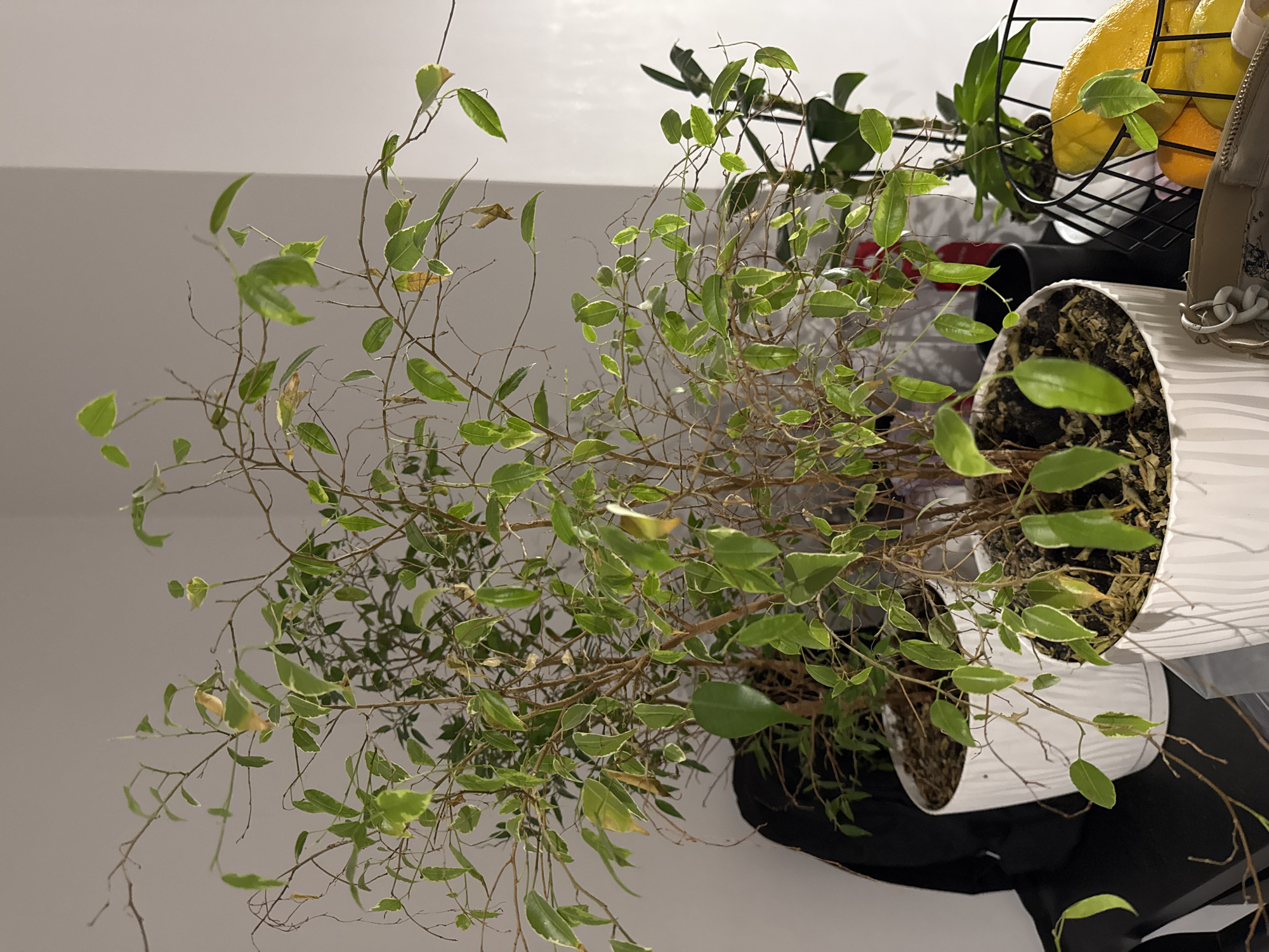 The image shows two potted ficus plants on a shelf. The plants are somewhat sparse, with many bare branches and a scattering of green and yellowing leaves. The pots are white with a ribbed texture. To the right of the plants, a black wire basket holds several lemons and oranges. In the background, a dark object, possibly a bag, is partially visible behind the left plant. The wall behind the plants is a neutral gray. The lighting suggests an indoor setting.