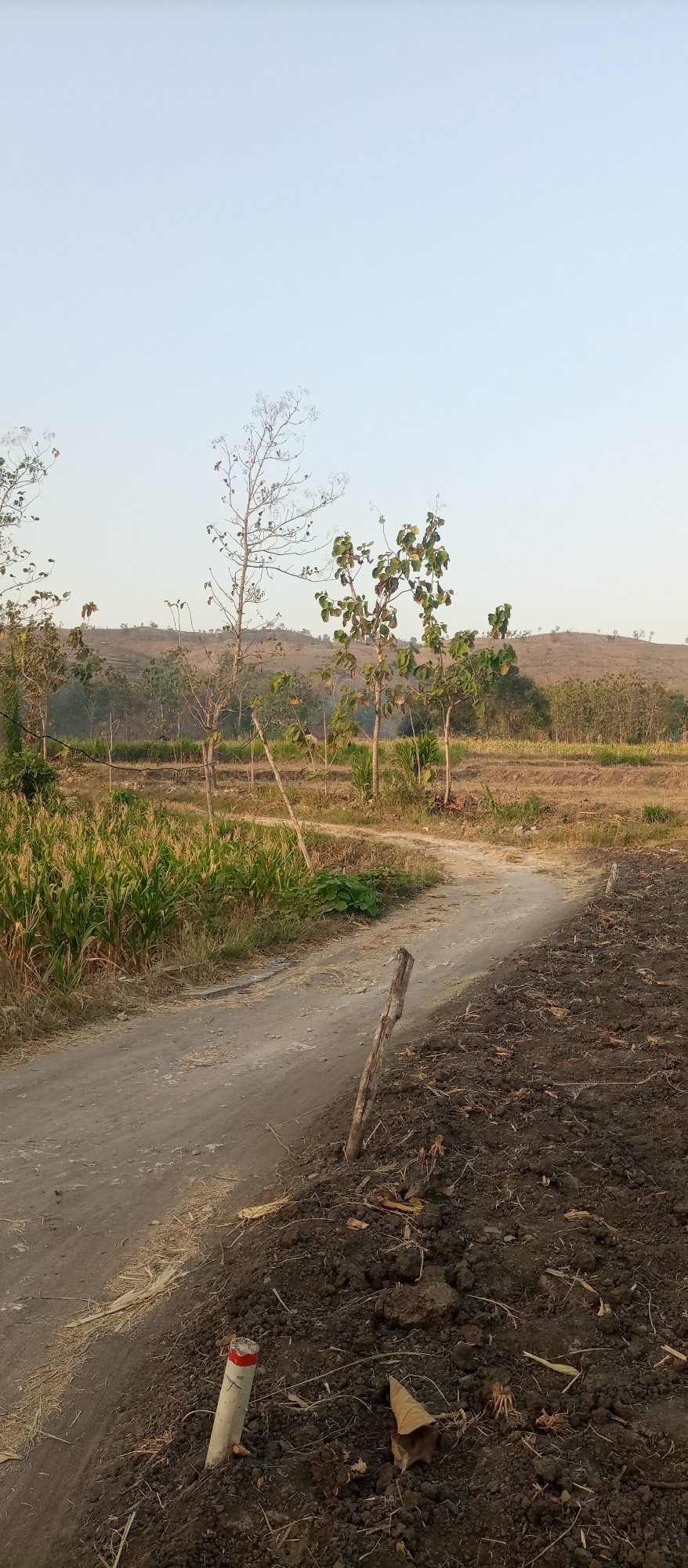 The image depicts an outdoor rural scene in Kedewan, Indonesia, likely in the late afternoon given the soft lighting. A dirt road curves through the frame, separating a field of green corn stalks on the left from a patch of dark, tilled earth on the right. Several young trees, some with sparse foliage and others with more abundant green leaves, are scattered throughout the scene. In the foreground, a white pipe with a red band is partially buried in the tilled soil. A weathered wooden stake is also visible near the road's edge. The background features rolling hills covered in dry vegetation and scattered trees, under a pale, clear sky. There are no people or animals present. The environment suggests agricultural land in a dry or transitional season.