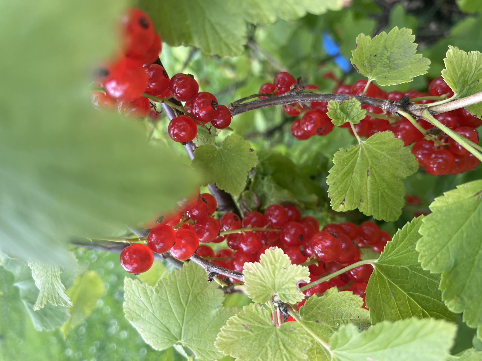 A close-up photograph shows a cluster of ripe red currants growing on a bush, partially obscured by lush green leaves. The currants are small, round, and a vibrant red color, clustered tightly together on thin stems. The leaves are a bright green, with visible veins and slightly serrated edges. The background is a soft blur of green, suggesting an outdoor environment, likely a garden or park. No people are visible in the image. The scene appears to be in Vladimirovka, Russia, a location identified as being the setting for this image.