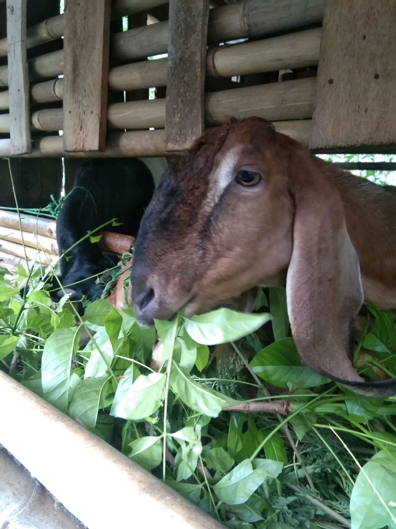 In Karangsambung, Indonesia, two goats are observed in a rustic enclosure. The goat in the foreground is a light brown color, with prominent floppy ears and its head tilted downwards, actively feeding on a pile of green leafy vegetation. Its right eye is visible, appearing dark brown. To its left and slightly behind, a second goat, entirely black, is also visible, with its head lowered as it eats from the same pile of greens. The enclosure is constructed from bamboo poles and wooden planks, creating a simple, natural habitat. The overall scene depicts a common rural setting where livestock are kept.
