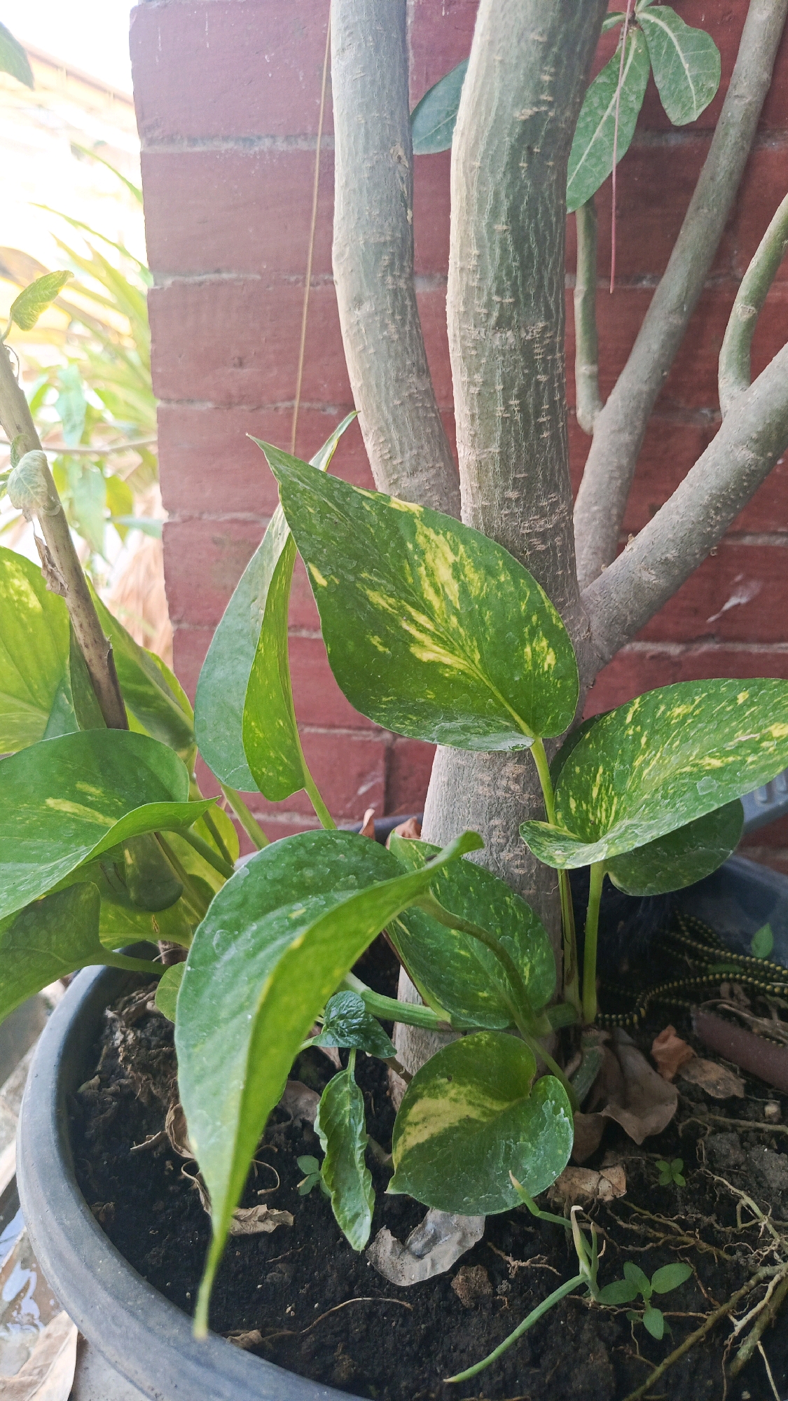 A close-up, eye-level shot captures a potted plant, likely a money plant (Epipremnum aureum), with variegated green and yellow leaves. The plant is situated in a black plastic pot filled with dark soil, visible roots, and a few dried leaves on the surface. Two thicker, textured tree trunks with light green bark form the central focus, with several branches extending upwards. The background features a textured, reddish-brown brick wall and blurred green foliage, suggesting an outdoor or semi-outdoor setting. The lighting is natural, casting soft shadows and highlighting the glossy texture of the leaves. The image does not contain any people or discernible actions.
