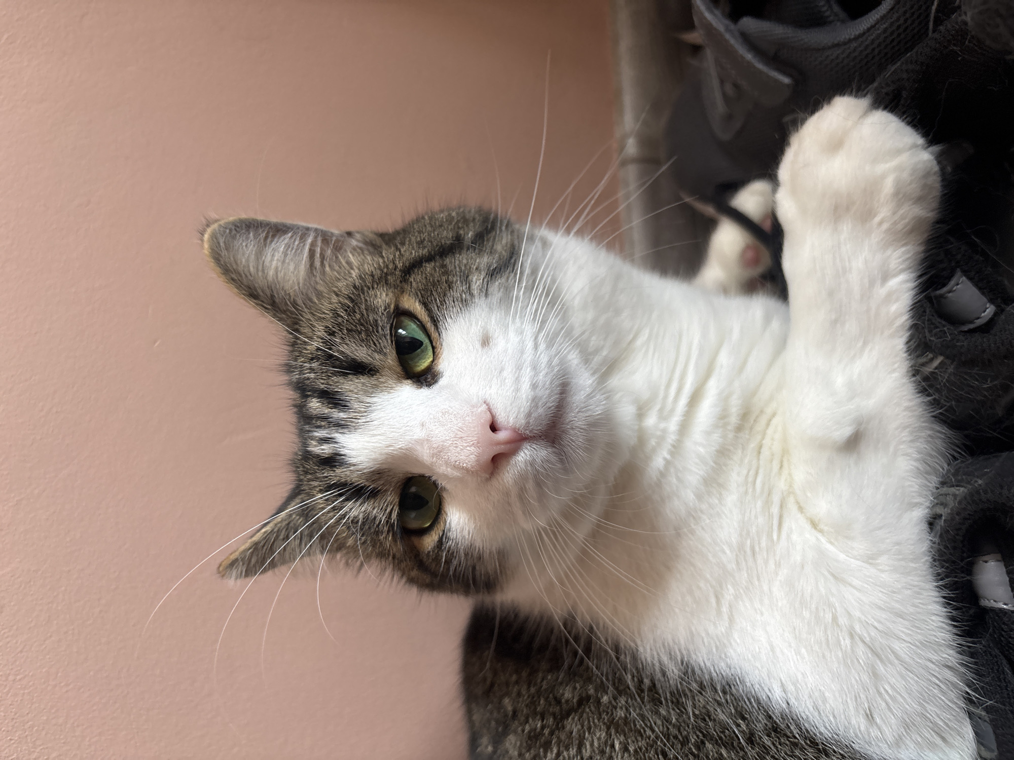 A medium shot captures a tabby and white cat lying on a dark, textured surface that appears to be the top of a pair of shoes. The cat faces the camera, its head and chest filling the foreground. Its fur is predominantly white on its chest and belly, transitioning to grey and black tabby markings on its back and head. The cat has striking green eyes, a pink nose, and prominent white whiskers. Its ears are pointed, with tabby markings on the outside and lighter fur inside. The background is a solid, muted pink wall. The lighting is soft, casting a gentle illumination on the cat's face.