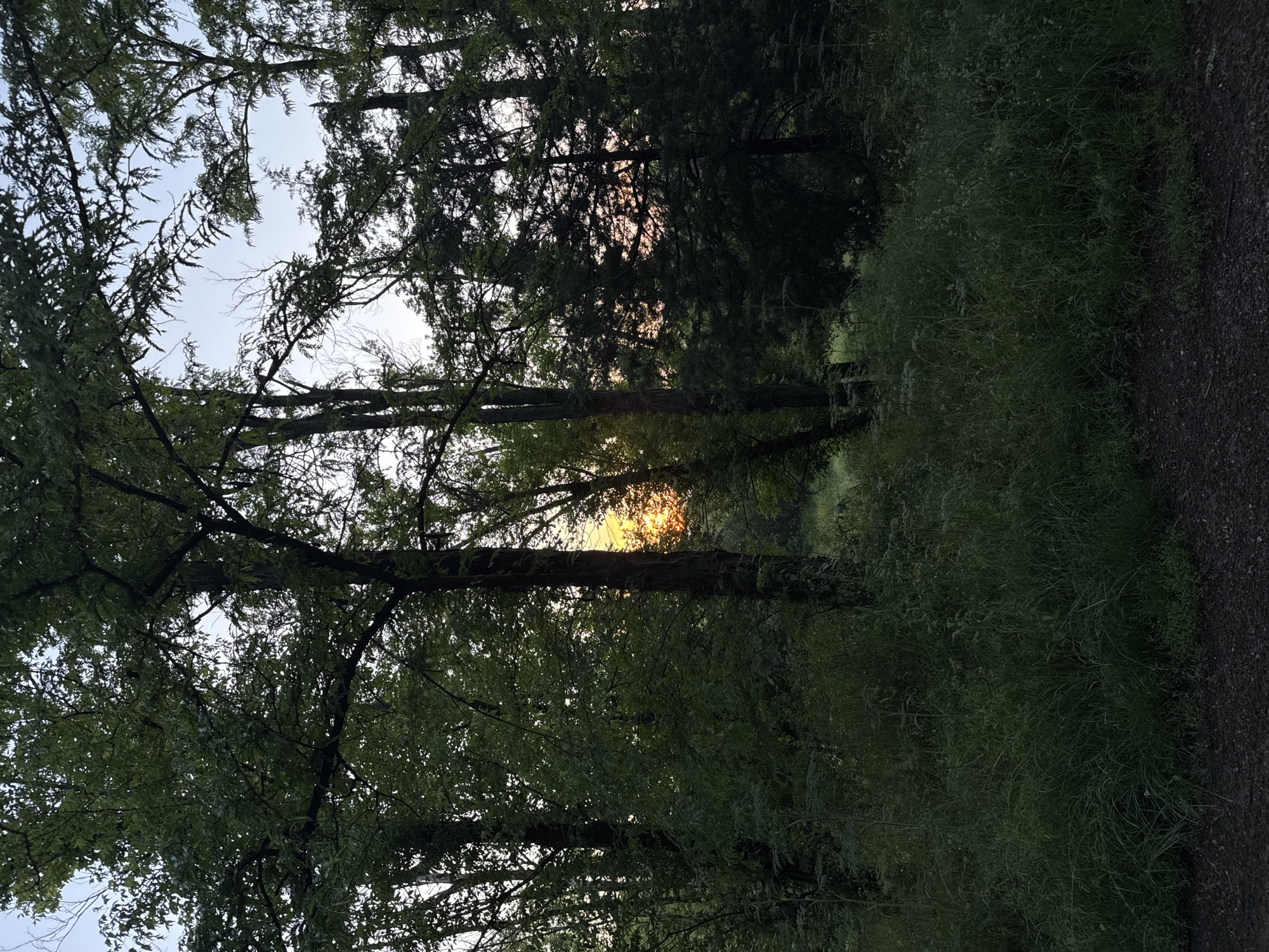 This image depicts a dense wooded area in Targovishte, Bulgaria, captured during either sunrise or sunset. The scene is characterized by numerous trees with dark green foliage and trunks that create prominent silhouettes against the sky. In the middle ground, a bright orange and yellow sun is partially visible through a gap in the trees, casting a radiant glow. The sky transitions from a light blue-grey in the upper left to warm orange and pink tones around the visible sun. The lower portion of the image features a dense growth of dark green grass and herbaceous plants, appearing heavily shaded. The very bottom of the frame reveals a dark, granular surface, consistent with a dirt or gravel path. No individuals, animals, or man-made structures are present within the captured scene.