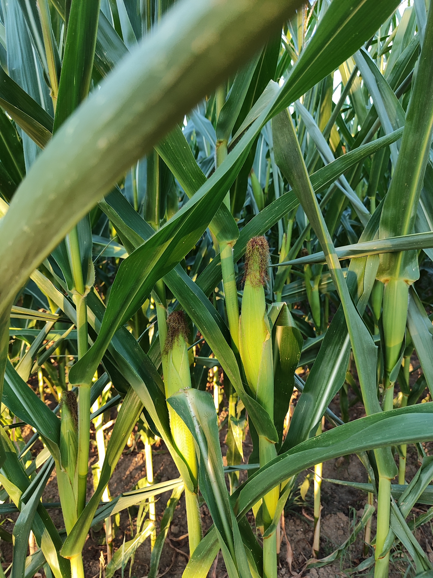 The image depicts a close-up view of a cornfield. Multiple stalks of corn, characterized by their long, green leaves and developing ears, are visible. The corn ears are partially exposed, with their silk emerging. The sunlight filters through the leaves, creating highlights and shadows on the plants and the dark soil below. The scene appears to be an agricultural setting, possibly a farm or a field on the outskirts of a city. The context of Offenburg, Germany, suggests this image was taken in a rural or semi-rural area within or near that city, where corn cultivation is a possibility. No people or specific actions are depicted; the focus is solely on the corn plants.