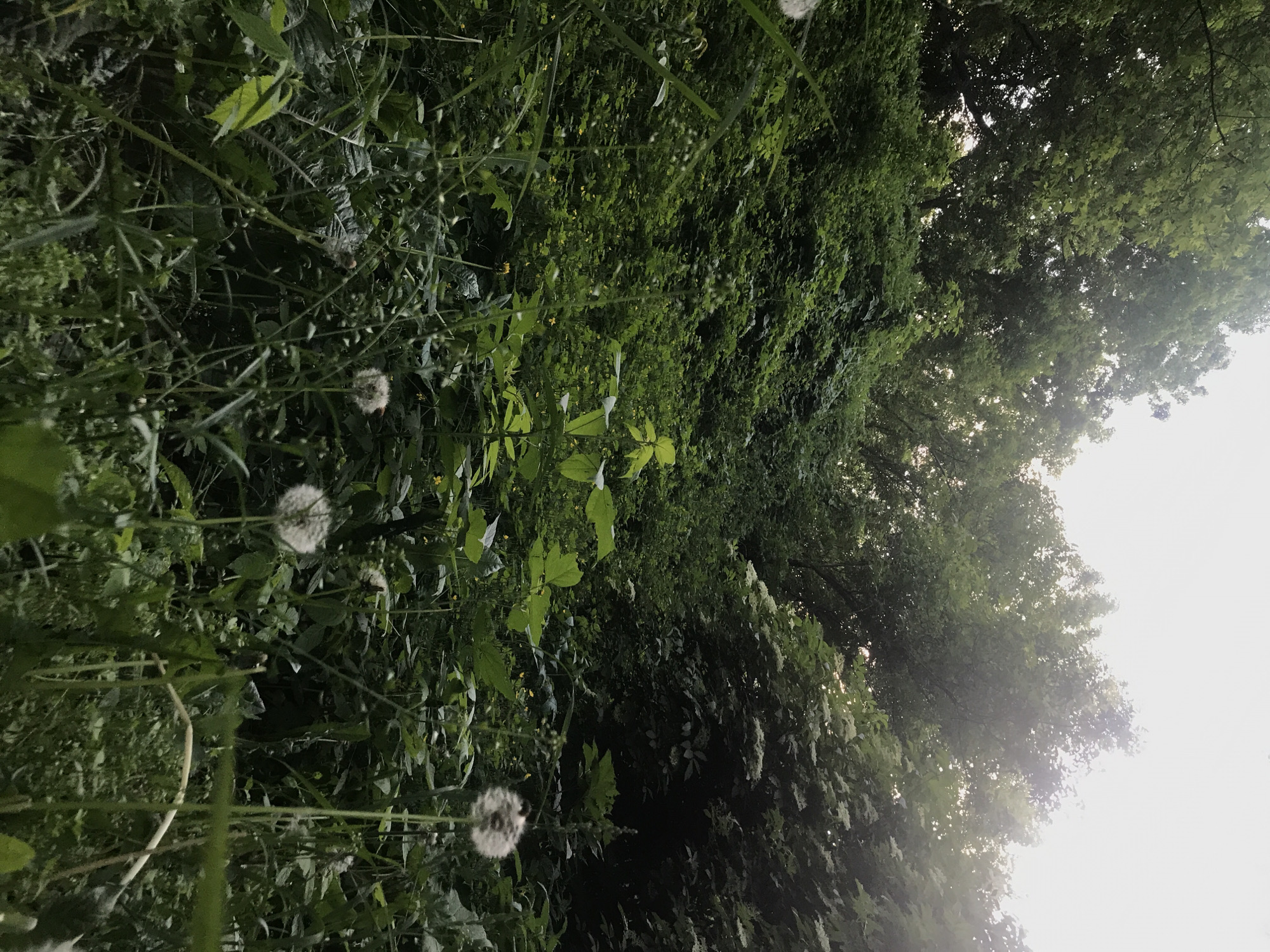 The image captures a vibrant natural scene, likely at the edge of a wooded area or dense vegetation in Kharkiv, Ukraine. The primary subjects are an abundance of green foliage and trees, seen from a low angle looking upwards.
In the foreground and midground, dense growth of various green plants, grasses, and leaves fills the left and central portions of the frame. Several fluffy white dandelion seed heads are visible, scattered among the greenery, notably in the lower left and center. The plant life appears lush and untamed.
Towards the right and extending into the background, a line of tall, leafy trees forms a dense canopy, with varying shades of green indicating depth and texture. The bright, clear sky is visible on the far right and top right of the image, peeking through and above the tree line. Sunlight, possibly from a low angle, casts a bright, diffused light through the leaves and creates a noticeable lens flare in the bottom right corner, suggesting early morning or late afternoon.
No specific activity or event is depicted, and no people or artificial objects are visible. The scene conveys a sense of natural tranquility and growth under bright daylight conditions. There is no visible text in the image.