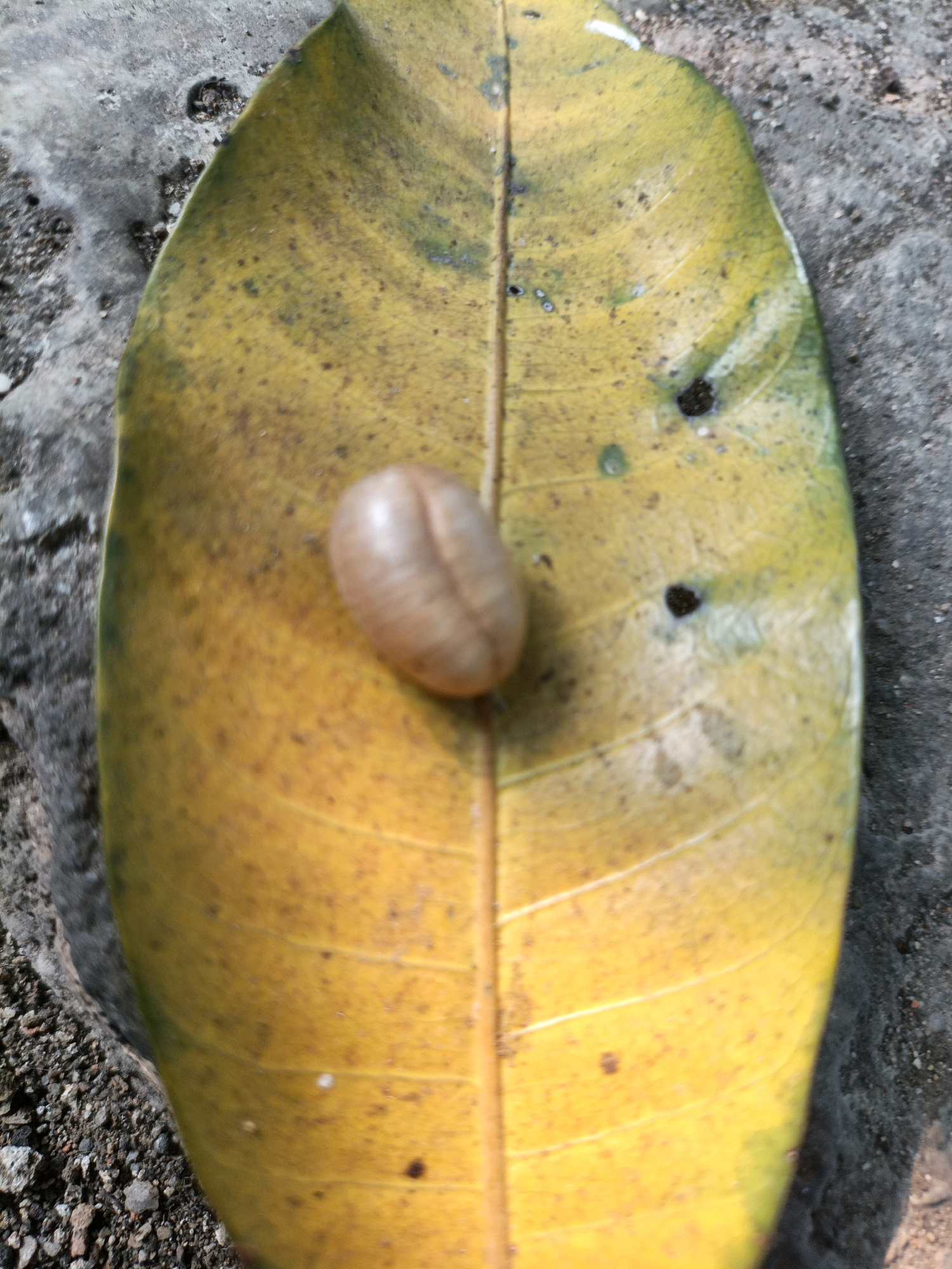 A fallen, yellow-green leaf with a single, tan, bean-shaped object rests on a textured, gray surface. The leaf, elongated and slightly curled, displays visible veins and several small, dark spots. The object, positioned centrally on the leaf's vein, is smooth with a distinct indentation running down its middle. The background appears to be rough ground or pavement, with small pebbles visible at the bottom left. The image quality is slightly blurred, suggesting it was taken with a handheld camera. The scene is likely outdoors in an urban environment, potentially in West Jakarta, Indonesia, given the context.