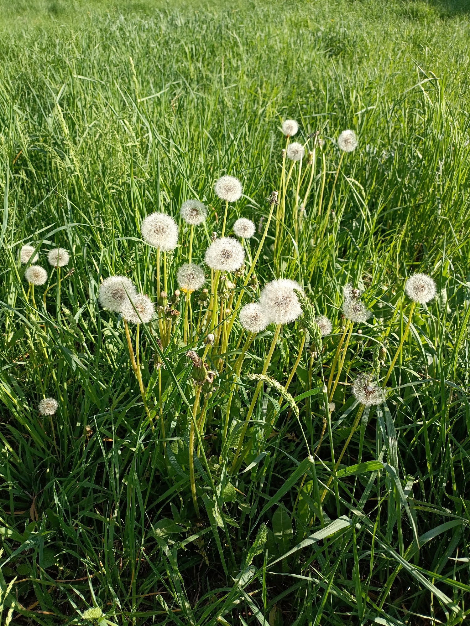 The image shows a patch of dandelions, mostly in their seed-head stage, growing amongst tall green grass. The location cannot be verified as Chaikovsky, Russia based on the image. The dandelions are at various stages of maturity; some are fully intact seed heads, while others have partially dispersed. The grass is lush and dense, surrounding the dandelions. The lighting suggests it is daytime. There are no people or interactions depicted.