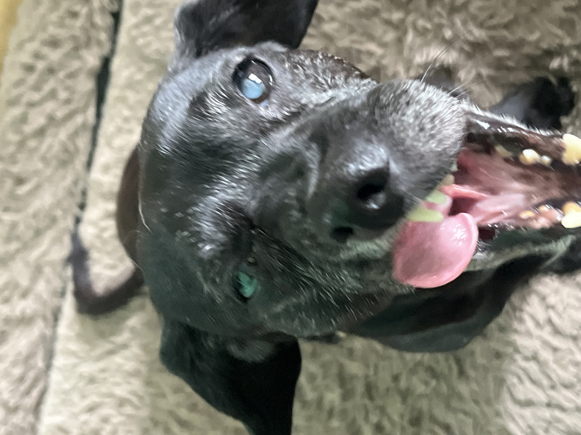 A black dog with its mouth open and tongue sticking out is shown from a low angle, lying on a fuzzy brown surface. The dog's eyes are partially closed, and one eye appears to have a cataract. The dog's fur is dark, with some graying around its muzzle. The surface it is on appears to be a blanket or rug. The image is an indoor close-up shot of the dog's face. There is no information about the city of Nizhny Tagil, Russia in the image.