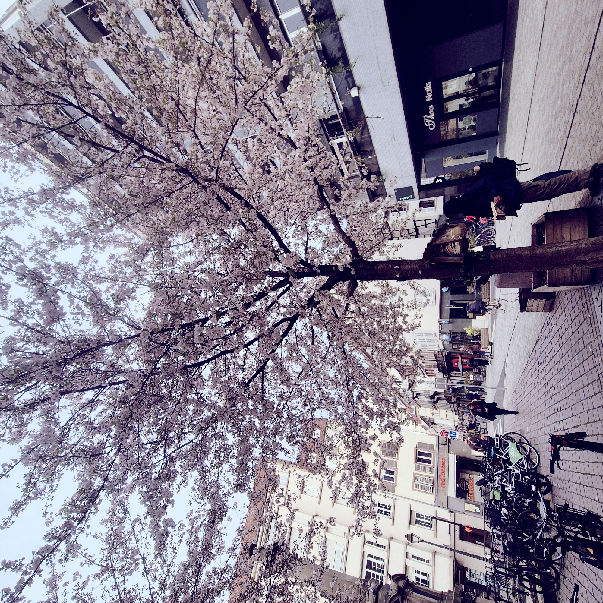 This image depicts a bustling urban street scene on Rue du Vieux Marché aux Poissons in Strasbourg, France, characterized by a prominent cherry blossom tree in full bloom during an overcast day.
In the center, a large, dark-trunked cherry blossom tree is covered in numerous light pink and white blossoms, its branches extending widely to frame the pale blue-grey sky. A small, rustic wooden structure, possibly an insect hotel, is affixed to the tree trunk at eye level. The tree is planted in a square wooden planter box on a reddish-brown paver sidewalk.
To the immediate right of the tree, a person stands with their back to the camera, wearing a dark hooded jacket, light brown trousers, and dark shoes. A black backpack is visible on their back, and they hold a light-colored book or similar rectangular object with both hands at waist height.
On the left side of the pedestrian walkway, a dense cluster of various bicycles is parked along a railing, including several dark-colored bikes and some public rental bicycles with green accents. The handlebars and front wheel of a black bicycle are visible in the extreme foreground. Further down the street, a woman in a dark coat and scarf walks away from the camera. Other pedestrians, a person on an electric scooter, and an individual on a bicycle are visible further along the street.
The left side of the street features a multi-story building with a light-colored facade, numerous windows, some with brown wooden shutters, and a partially visible "H&M" sign. A black street lamp post stands in front of this building.
On the right side of the street, a modern, multi-story building with a grey and dark grey facade houses commercial establishments. The ground floor prominently displays "Thoa Nails" with large glass windows and dark framing, reflecting parts of the street. Upper floors feature balconies with light-colored railings.
The ground is paved throughout with reddish-brown interlocking pavers, indicating a pedestrian zone. The overall light suggests an overcast day or twilight conditions, with no harsh shadows.
