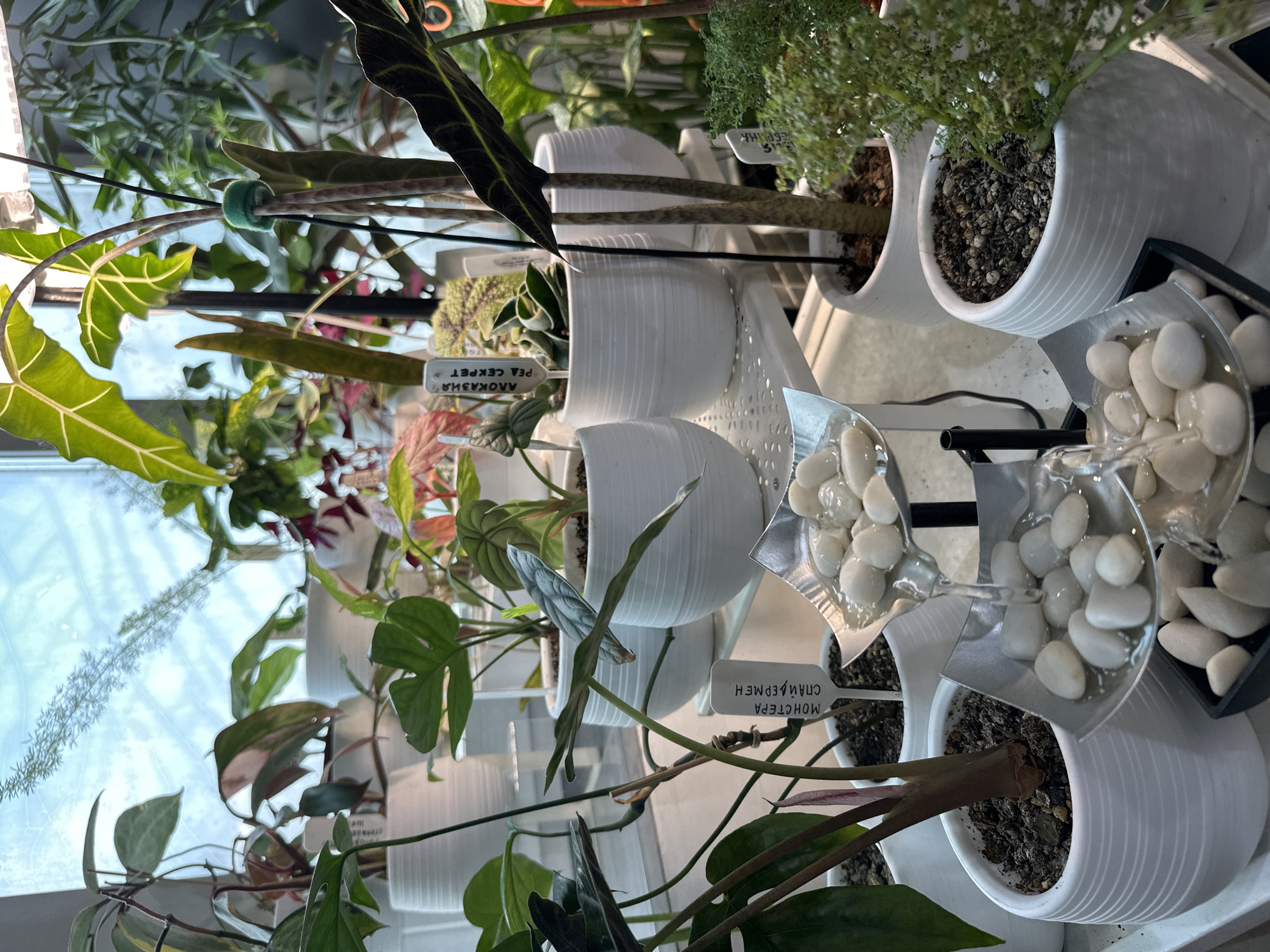 The image depicts an indoor plant display, likely in a greenhouse or a specialized plant shop, given the variety and healthy appearance of the flora. White cylindrical pots with ribbed textures are the primary containers for the plants, arranged on white shelving units. Several types of plants are visible, including broad-leafed varieties with intricate patterns, vining plants with heart-shaped leaves, and leafy plants with striking variegation in pink and green. Some plants have labels inserted into the soil, with one legible label reading "МОНСТЕРА СПАЙДЕРМЕН" (Monstera Spiderman) in Cyrillic. A small, multi-tiered water feature with smooth white stones is present in the foreground, with water flowing from an upper level to a lower level. The background shows a large window with diffused natural light, suggesting it could be daytime. The overall impression is one of a well-curated and vibrant collection of houseplants. The presence of the plant names in Russian and the context of a plant shop suggest this scene could be located in Moscow, Russia. No people are visible in the image.