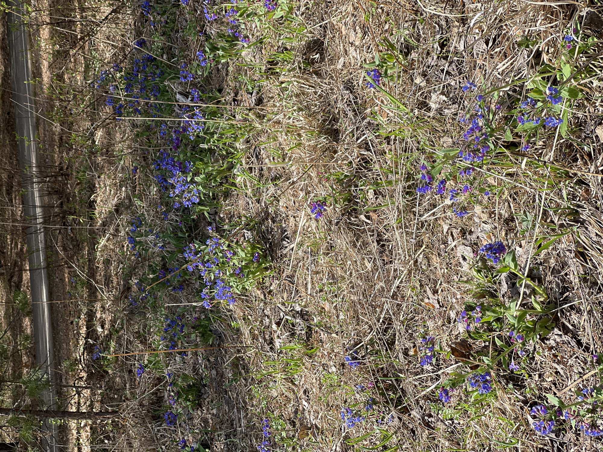 The image shows a patch of ground covered in dry grass and leaf litter, interspersed with clusters of blue flowers with green leaves. These flowers are scattered throughout the area, appearing more densely in some spots than others. A road runs along the edge of the scene on the left. While this image has the appearance of a natural environment, without additional context it is impossible to determine if this scene is located in Krasnoyarsk, Russia. There are no people visible in the image.