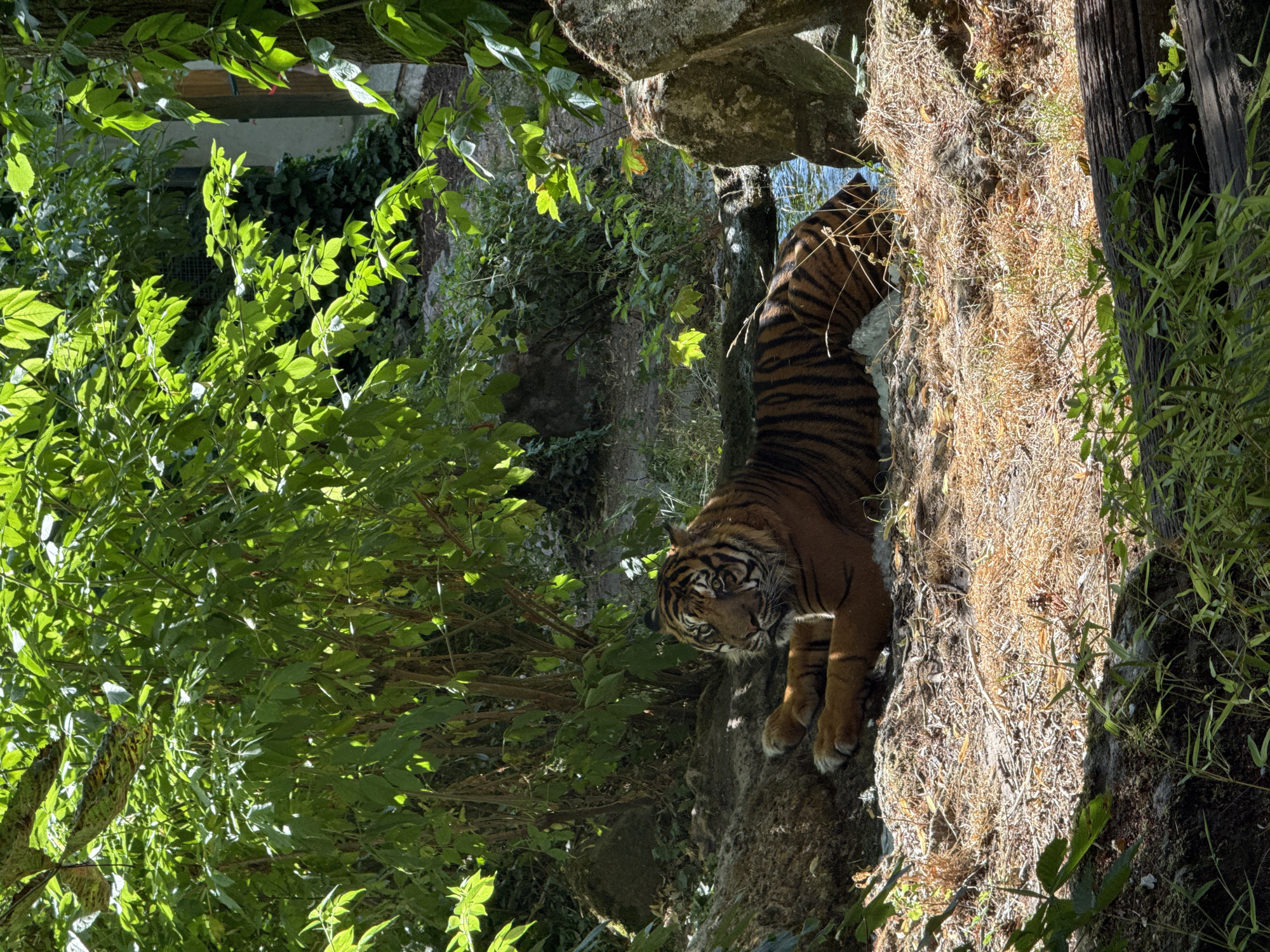 A tiger lies on its side on a patch of dry grass and dirt, partially submerged in a shallow body of water. The tiger's body is predominantly orange with black stripes. Its paws are extended forward and its head is turned to the left, facing away from the camera with its eyes open. The environment appears to be a naturalistic enclosure with lush green foliage and trees overhead, casting dappled sunlight on the scene. Large rocks are visible on the right side of the frame, and the water appears clear. The image captures a moment of repose for the animal within its habitat. The location is the Beauval ZooParc in Saint-Aignan, France.