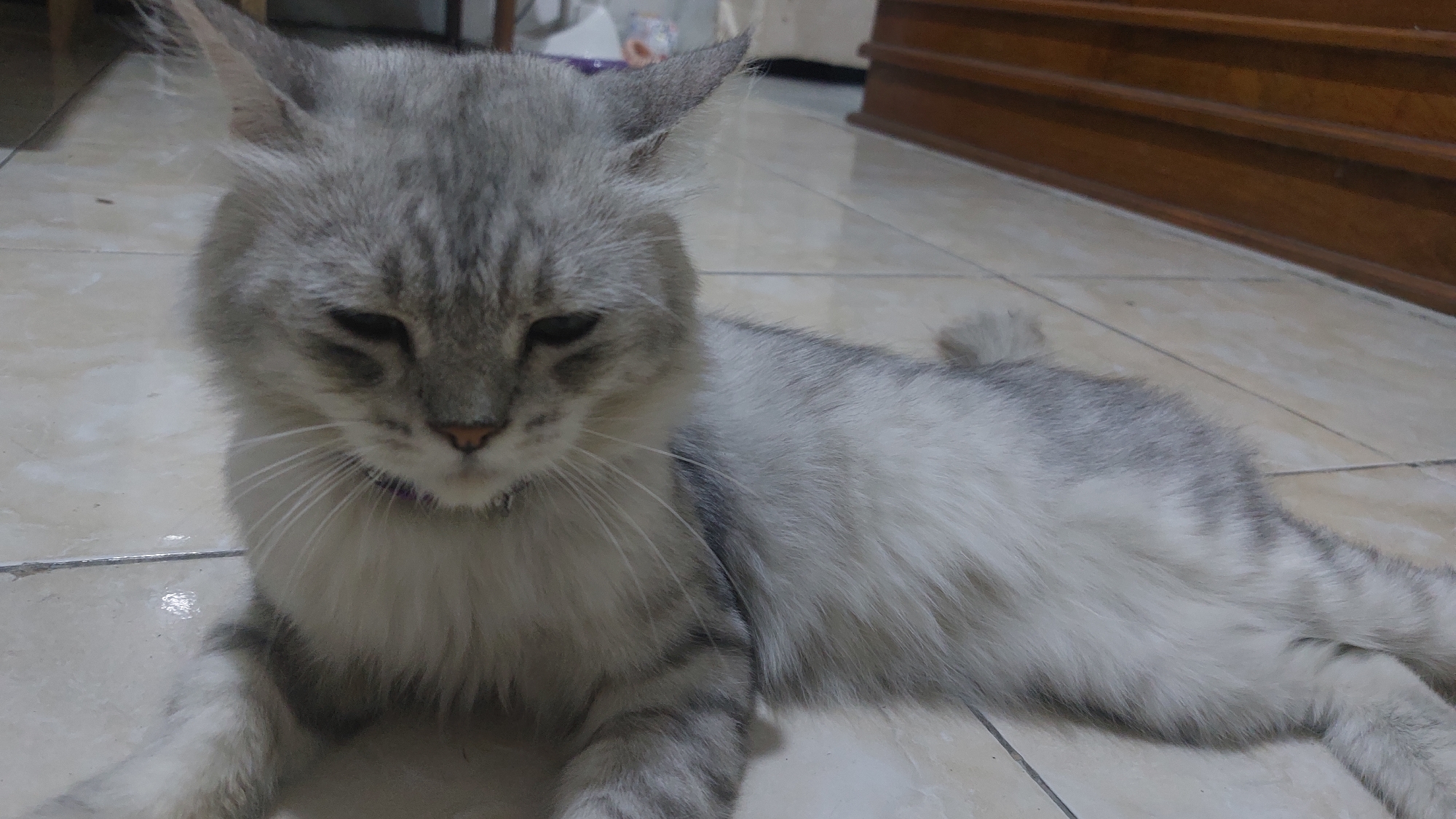 A long-haired, silver-tabby cat with green eyes is lying on a beige tiled floor. The cat is facing towards the viewer, with its head slightly bowed and its eyes partially closed, giving it a relaxed or sleepy appearance. Its fur is a mix of light and dark grey stripes, with a fluffy mane around its neck. The cat is wearing a thin, purple collar. The background shows a wooden cabinet or furniture piece with horizontal slats, and parts of a wall and doorway can also be seen. The lighting appears to be artificial, casting soft shadows on the floor. The image is likely taken indoors, possibly in a residential setting in Jatirogo, Indonesia.