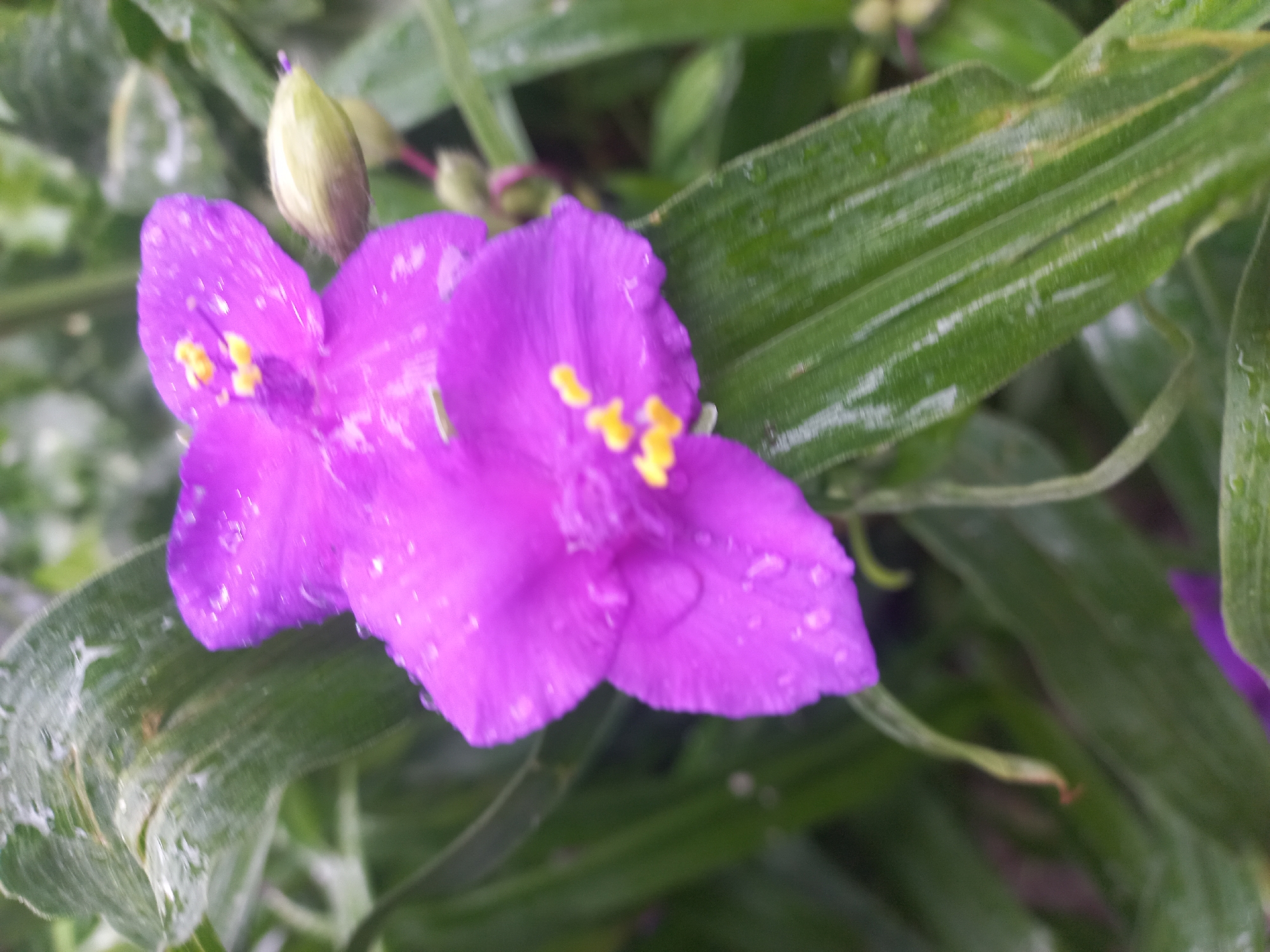 The image features a purple flower with yellow stamens, possibly a spiderwort, against a backdrop of green, linear leaves. The flower and leaves appear to have water droplets on them. The location, Kyiv, Ukraine, is unconfirmed and not discernable from the provided image. There are no people, actions, or interactions visible. The environment consists of vegetation, likely in a garden or natural setting.