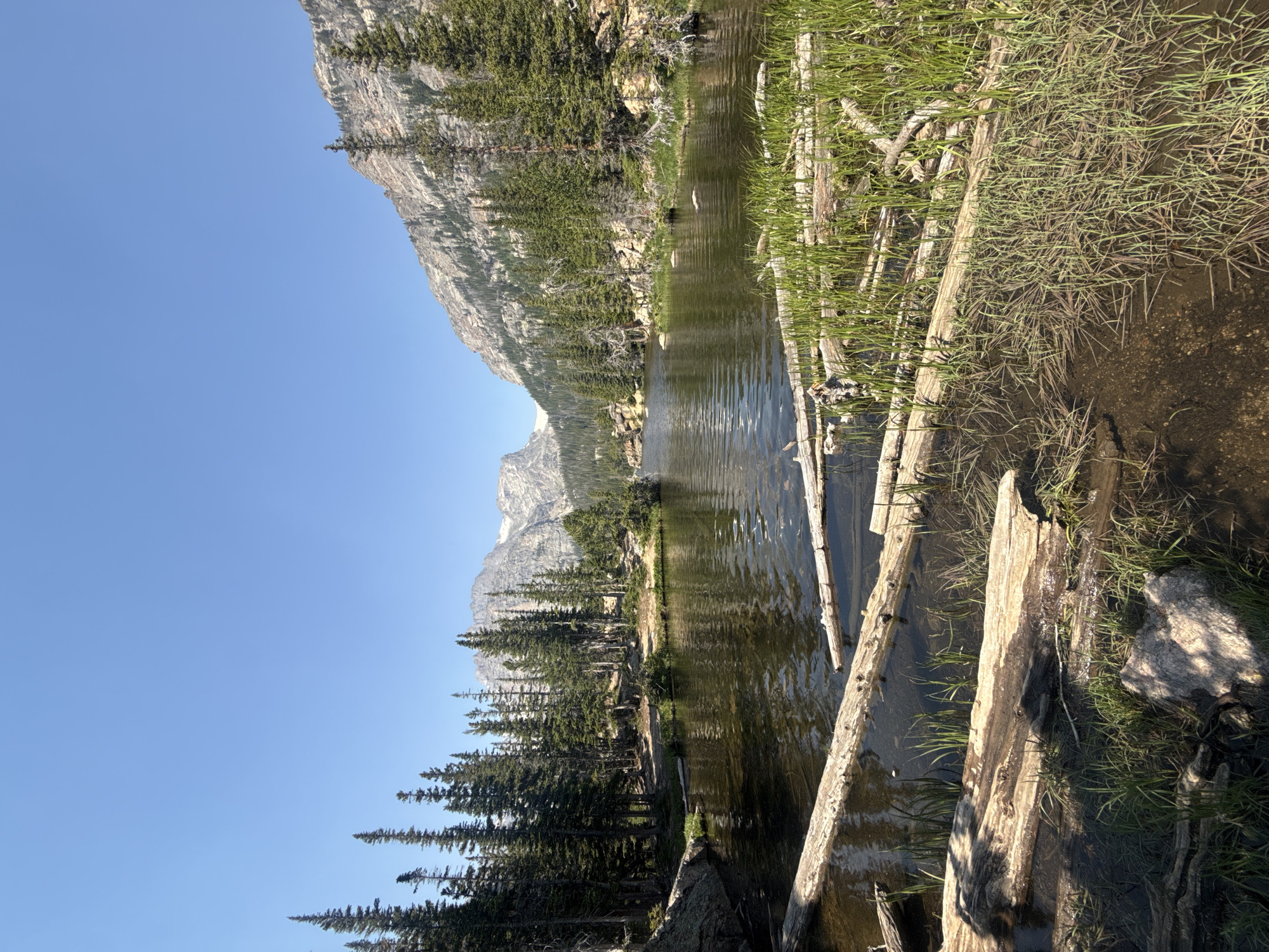 The image depicts a serene natural landscape, likely a mountain lake, with a clear blue sky overhead. In the foreground, several weathered logs lie partially submerged in shallow water, with lush green grass growing around them. The water reflects the surrounding pine trees, which dominate the middle ground. These trees are densely packed and form a verdant border along the edge of the lake. Beyond the trees, rugged, rocky mountains rise majestically, their slopes partially covered in more vegetation and some snow or ice on the highest peaks. The overall scene conveys a sense of tranquility and untouched wilderness. While the image does not contain any people or indicate a specific city location, its natural elements suggest a remote, mountainous area, possibly within a national park or wilderness preserve.