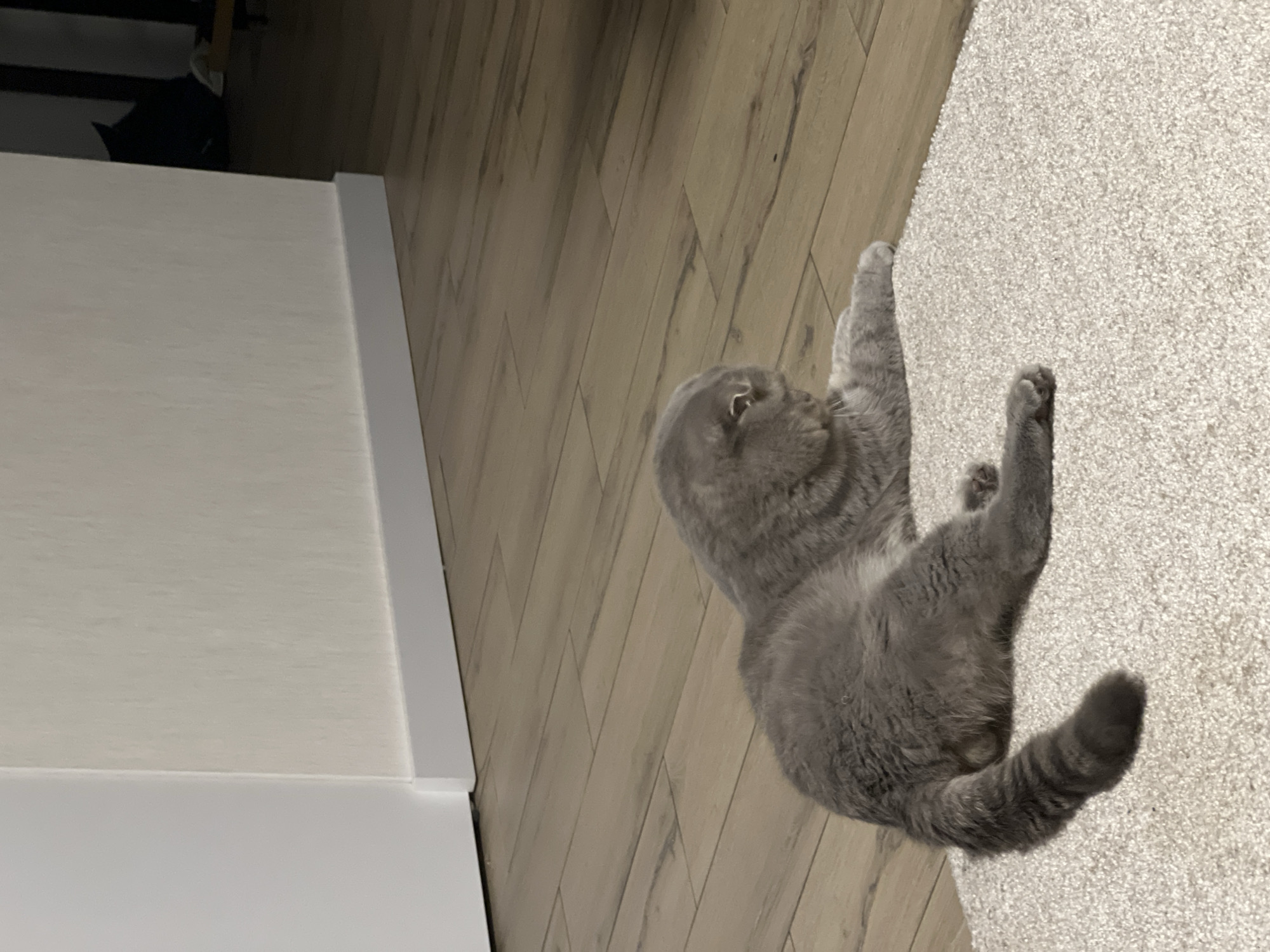 A grey Scottish Fold cat is lying on a light-colored carpet in a room with wooden floors. The cat is facing to the right, with its head lowered. The background shows a white wall with a white baseboard. The image appears to have been taken indoors, likely in a residential setting. There is no information in the image to suggest it is located in Votkinsk, Russia.