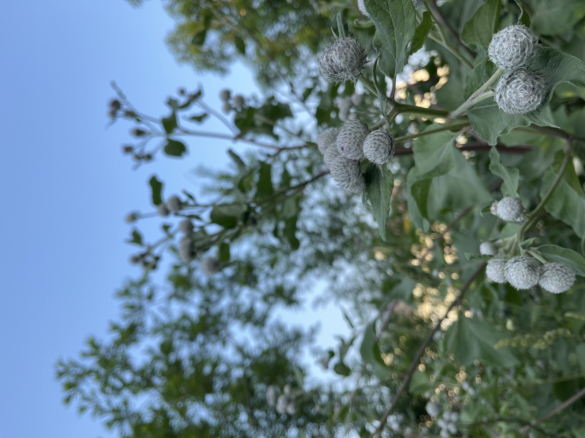 A close-up, low-angle shot captures a cluster of burdock seed heads against a backdrop of a clear blue sky and blurred green foliage. The burdock heads are spherical, covered in fine, sharp spines, and vary in size, with some appearing more mature and prickly than others. Large, green leaves are interspersed among the seed heads, and a thin branch extends upwards, supporting more of the burdock formations. The overall impression is of a natural, outdoor setting, possibly in a park or wild area within Petropavlovsk-Kamchatsky, Russia, given the specific location requested. No people are visible in the frame. The lighting suggests it might be late afternoon or early evening, with soft sunlight filtering through the leaves, creating bokeh effects in the background.