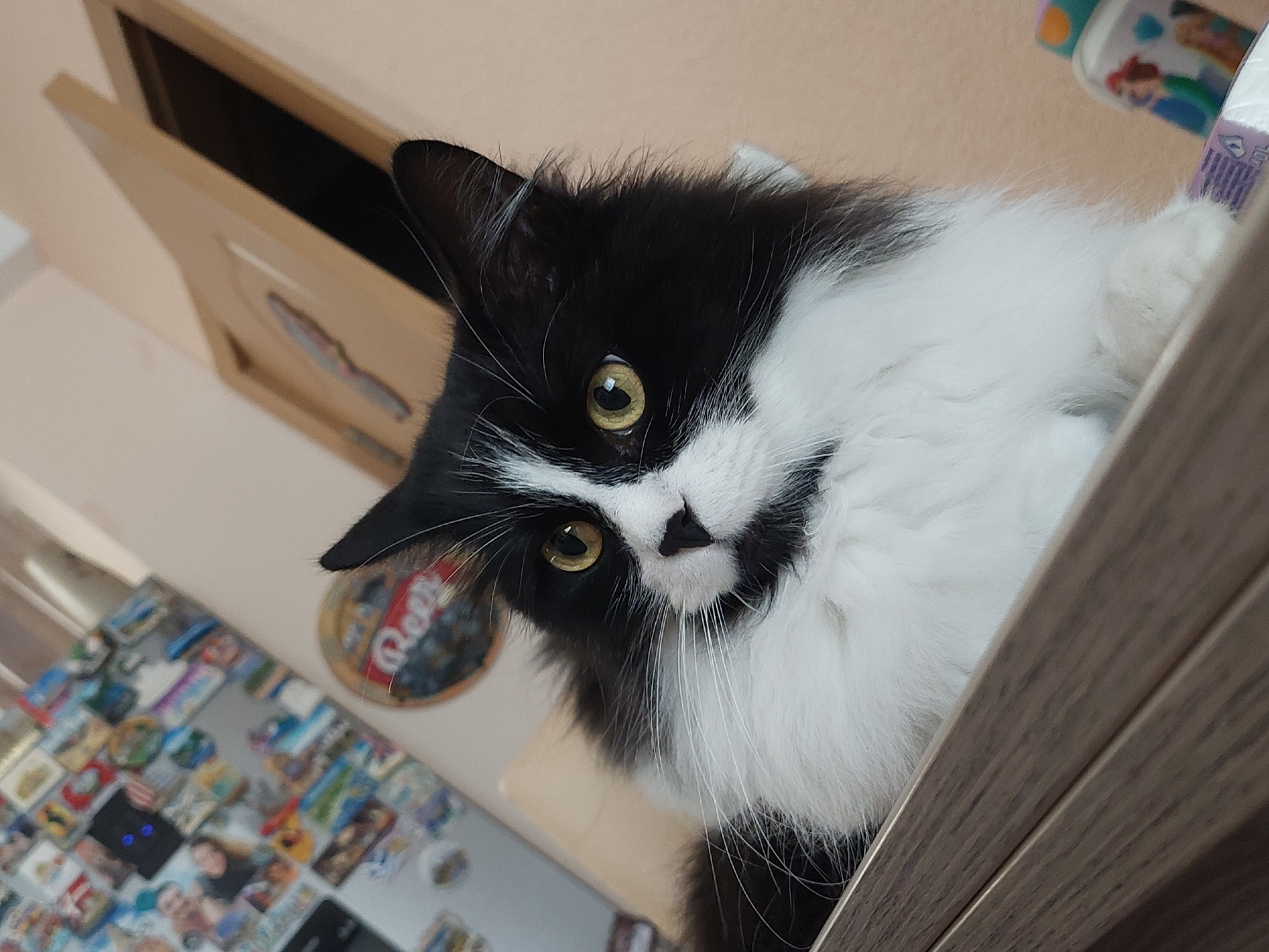 A black and white cat with striking yellow-gold eyes is captured in a close-up, upward-angled shot, looking inquisitively downwards. The cat, likely a long-haired breed, displays a prominent black facial mask, a black nose forming a distinct "V" shape on its white muzzle, and long, elegant white whiskers. Its head is slightly tilted, conveying a sense of curiosity and attentiveness.
The setting appears to be an indoor environment, possibly a home in Plovdiv, Bulgaria. The cat is positioned on a raised surface, peering over a light wooden edge, which could be a shelf or the top of a piece of furniture. In the background, to the left, an open wooden cabinet or wardrobe door is visible, showing a dark interior. Below and to the left of the cat, a wall is adorned with what appears to be a collage of various small pictures or magnets, creating a decorated surface. A circular object with partial text, possibly "Bell's" or "Dell's" on a blue and red background, is also seen on the wall. In the upper right corner, partially obscured, is an object that looks like a child's item or container, displaying "10L" and a faint image resembling Disney characters, specifically Ariel from The Little Mermaid. The lighting suggests it is daytime, illuminating the cat's fur and eyes clearly.