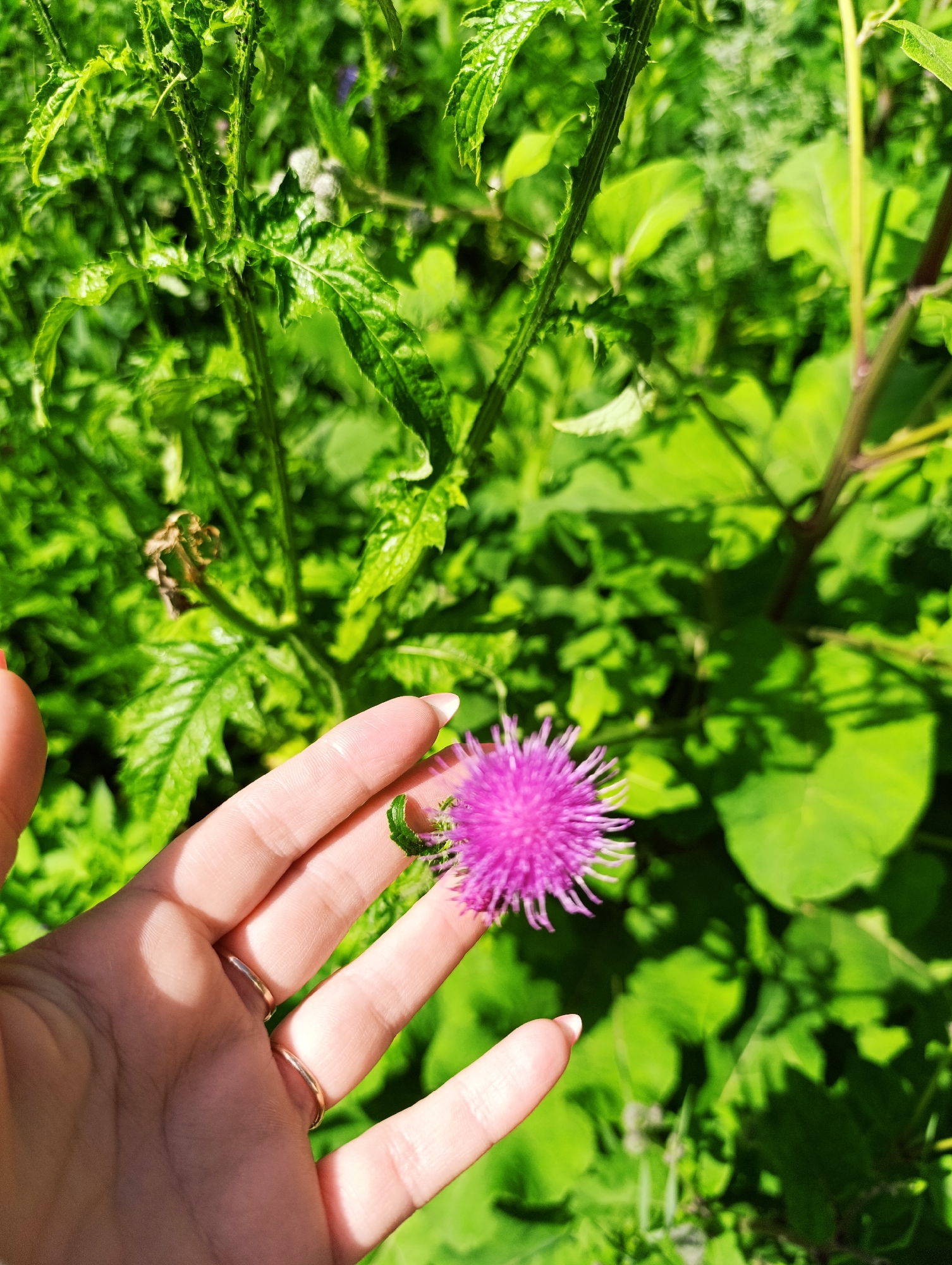In an outdoor, sunlit environment with abundant green foliage, a person's left hand, adorned with two gold rings, is visible in the foreground. The fingers are extended, gently touching a vibrant pink thistle flower. A small, green caterpillar is also perched on the flower, seemingly interacting with it. The background consists of lush green plants and leaves, suggesting a natural setting. The image was taken in Unknown, Unknown.