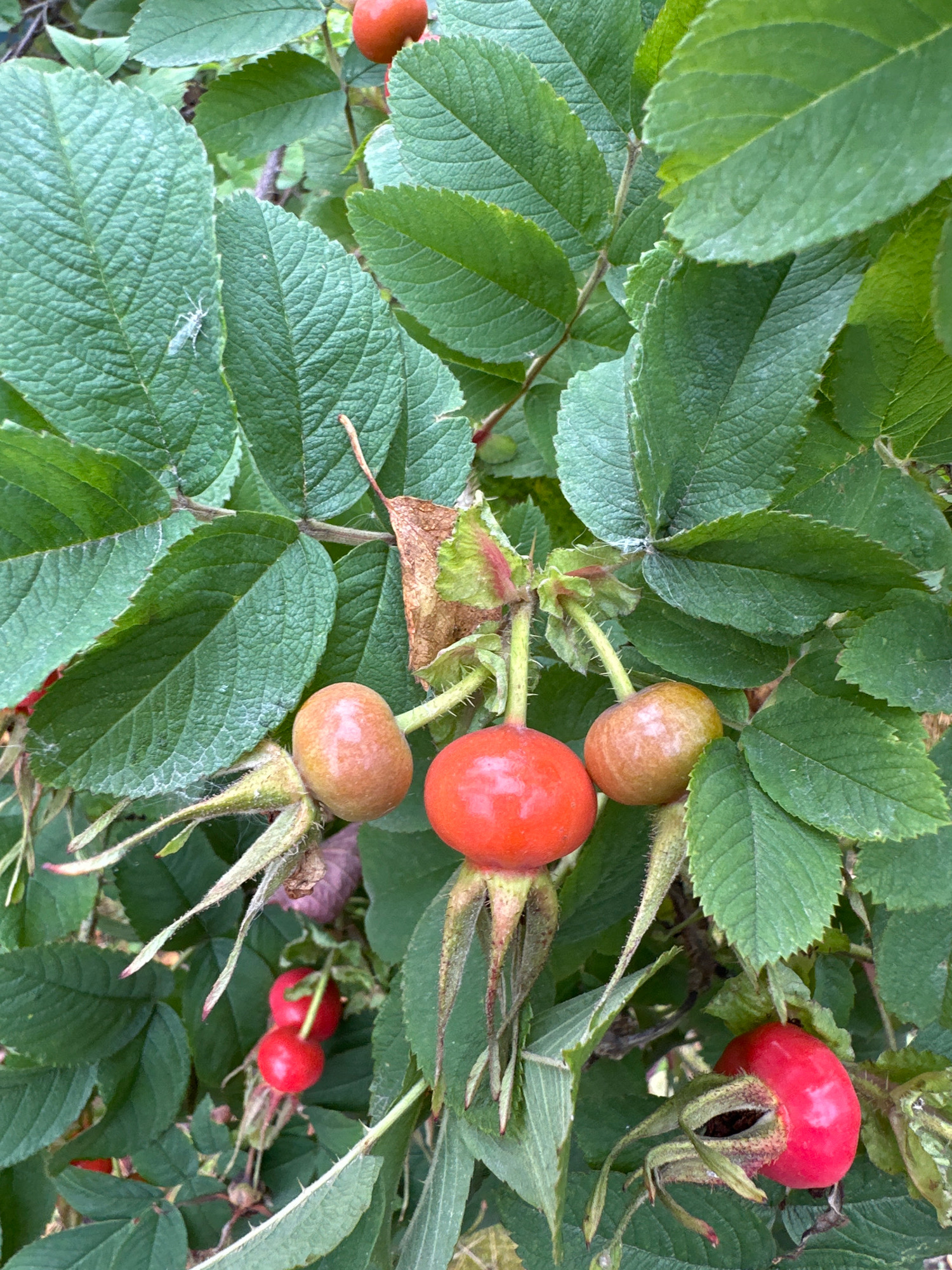 The image is a close-up, eye-level shot of a rosehip bush in Zverosovkhoz, Russia. The bush is laden with several rosehips, varying in color from orange-red to deep red. The rosehips are oval-shaped and have prominent, green sepals at their bases. The leaves of the bush are a vibrant green, with a textured, serrated edge. In the upper left quadrant of the image, a small, light-colored insect, possibly an aphid or a small fly, is visible on a leaf. The overall lighting suggests an outdoor, daytime setting, with dappled light filtering through the foliage.