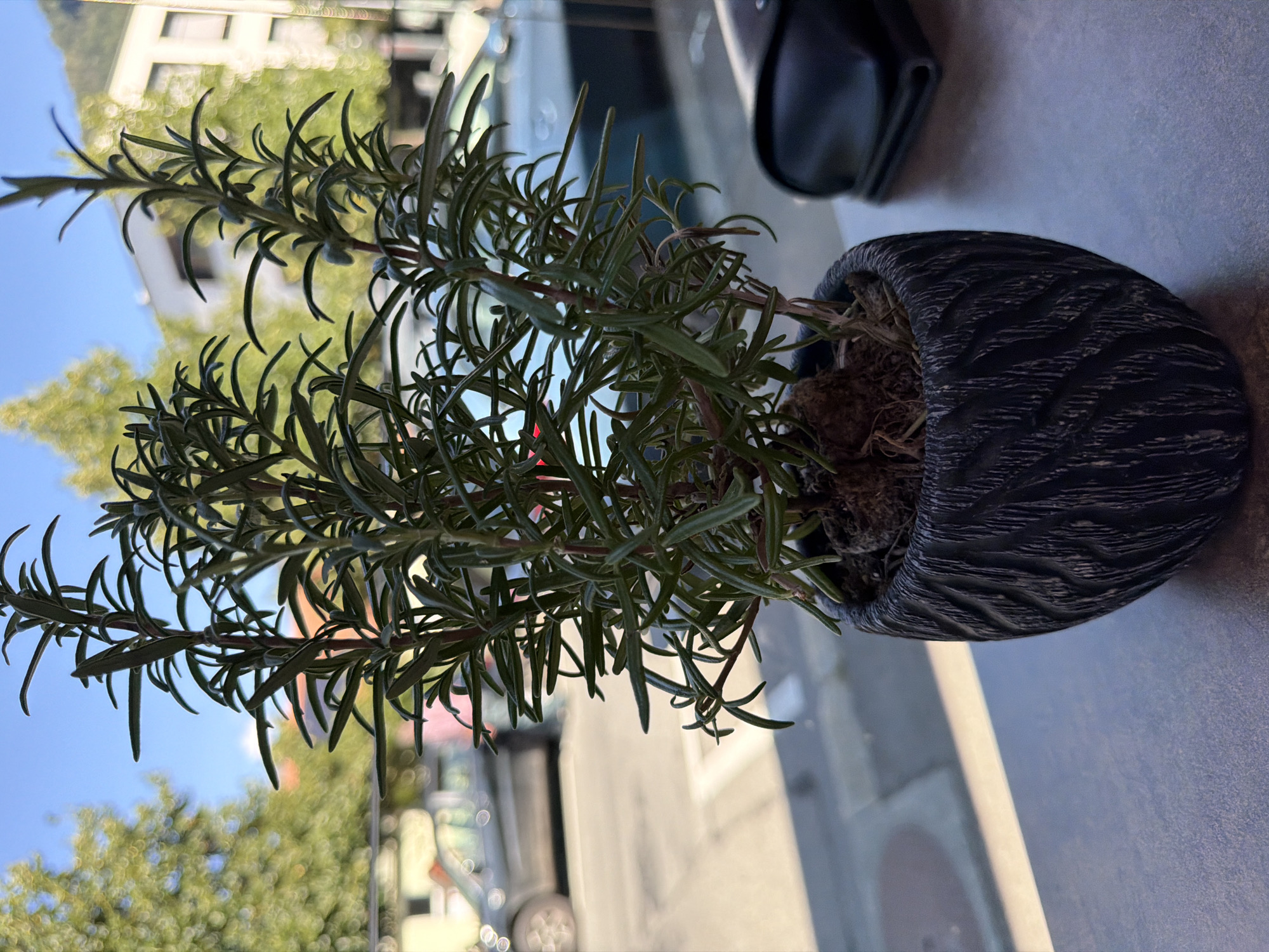 A close-up shot focuses on a potted rosemary plant with dark green, needle-like leaves and reddish stems. The plant is housed in a textured, dark gray pot with a pattern resembling carved wood. The pot sits on a dark, speckled surface, likely a table. In the background, a blurred urban scene unfolds under a clear blue sky. Trees with lush green foliage are visible, along with buildings and parked cars, suggesting an outdoor or window-side setting within a city. A black leather accessory, possibly a wallet or small bag, rests to the right of the pot, also out of focus. The overall lighting suggests a sunny day.