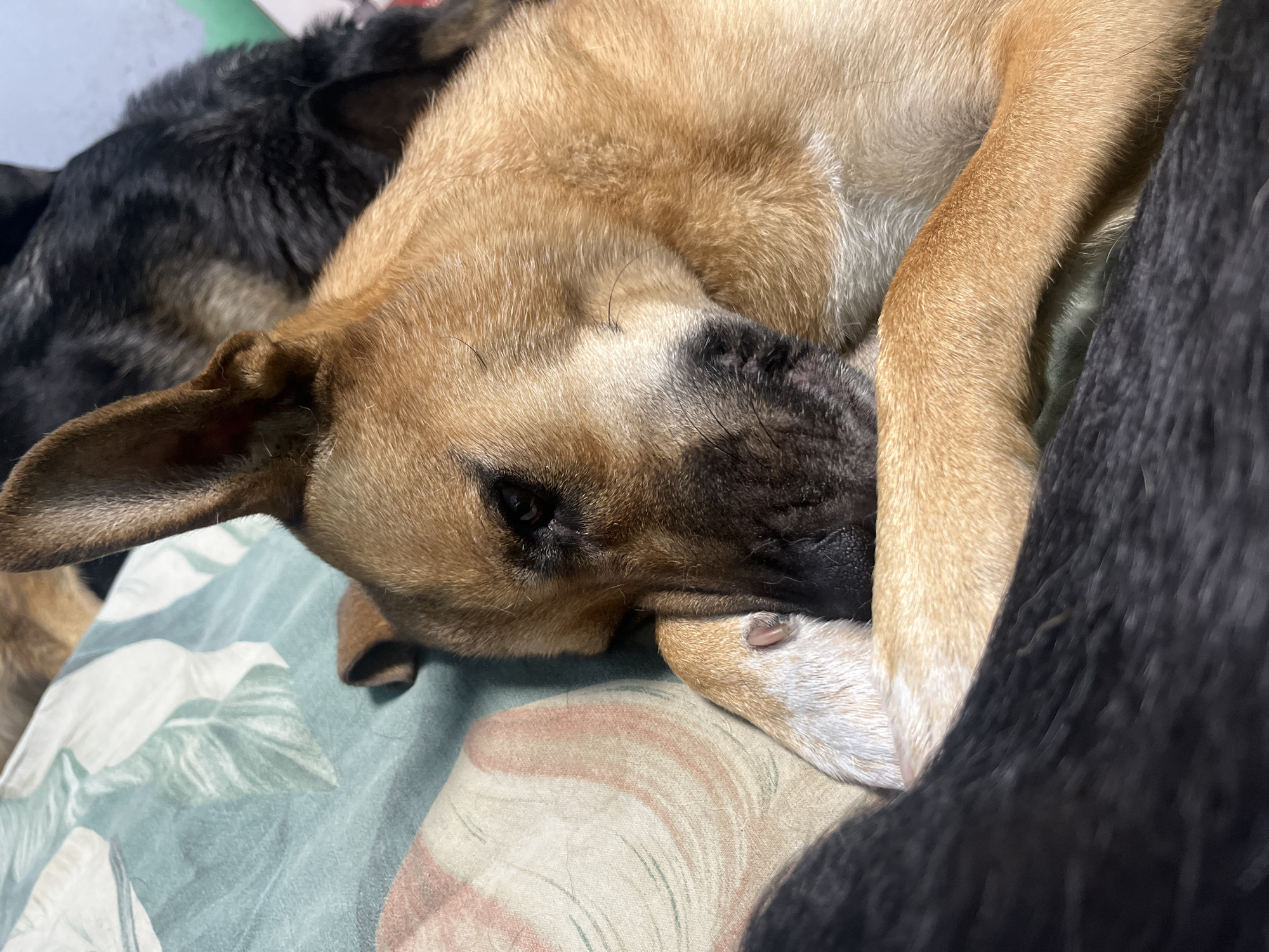 This is a close-up photograph of a dog sleeping. The dog has tan fur with black markings around its muzzle and dark brown eyes. Its head is resting on its paws, and its eyes are closed. The dog appears to be on a bed with a floral-patterned comforter. Another dog with black fur is visible in the background. The image is taken from a high angle. There is no discernible information about the location of Nizhny Tagil, Russia.