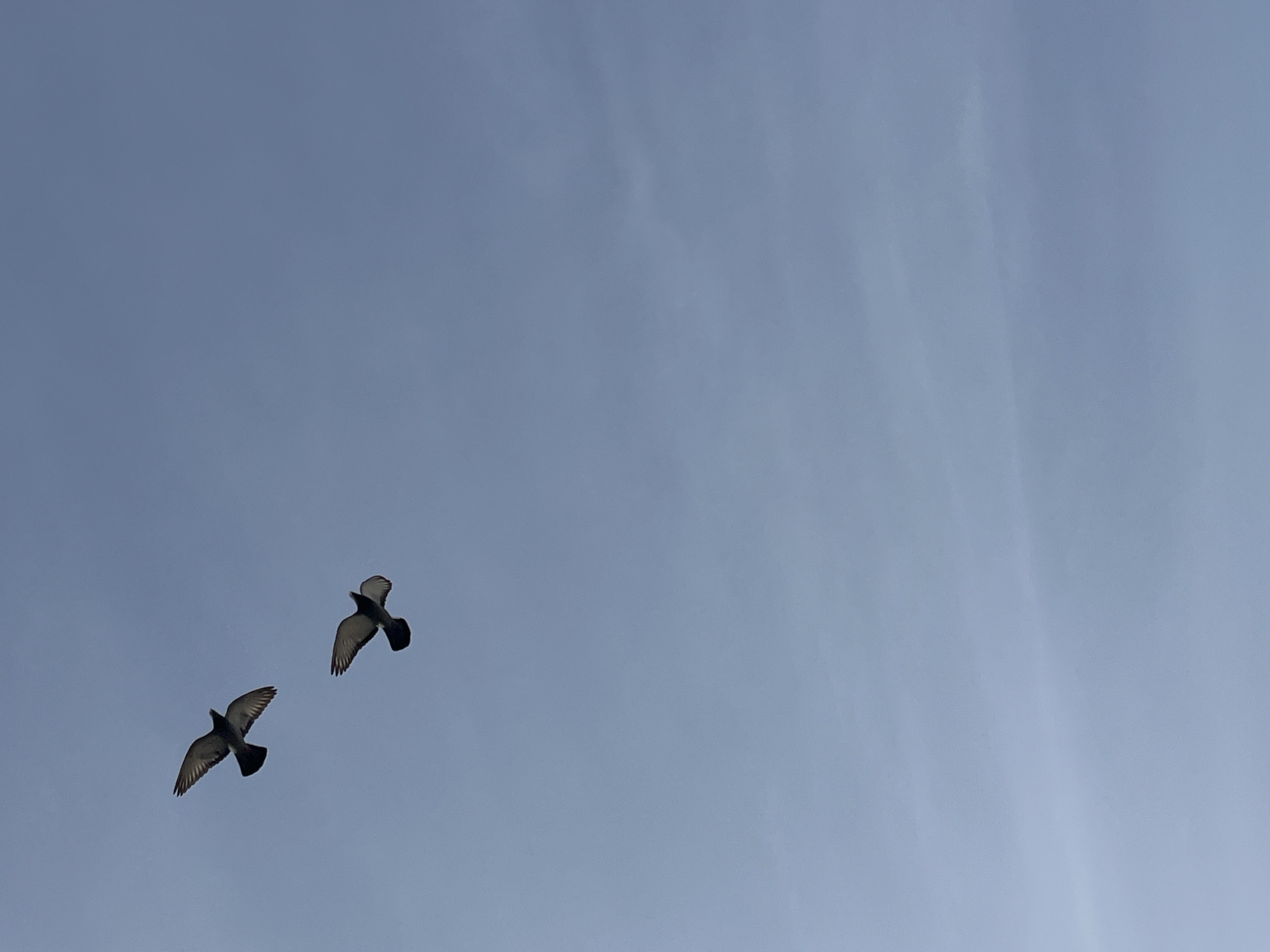 Two birds are flying in a blue sky. The location is not specified, and there is no information provided about it being in Alanya, Turkey.