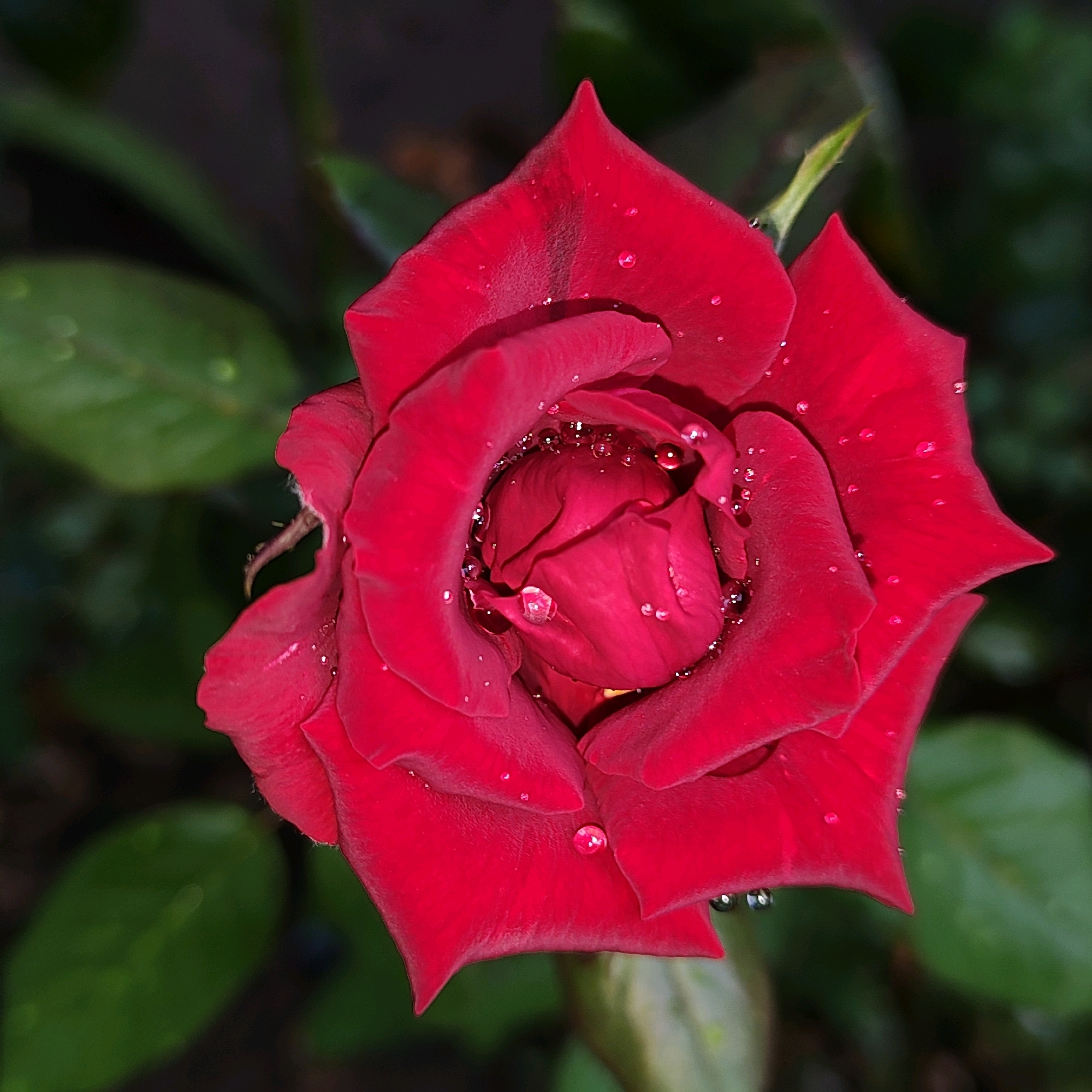 The image is a close-up, overhead shot of a vibrant red rose with water droplets on its petals. The rose is in full bloom, with its petals unfurling to reveal a deeper red center. The water droplets, some appearing as clear spheres and others as shimmering streaks, are scattered across the surface of the petals, reflecting light. The background is softly blurred, showing out-of-focus green leaves and dark shadows, suggesting an outdoor garden setting. No people or specific urban elements are visible, making it impossible to determine a location within Khujand, Tajikistan. The scene is static, focusing solely on the natural beauty of the rose.
