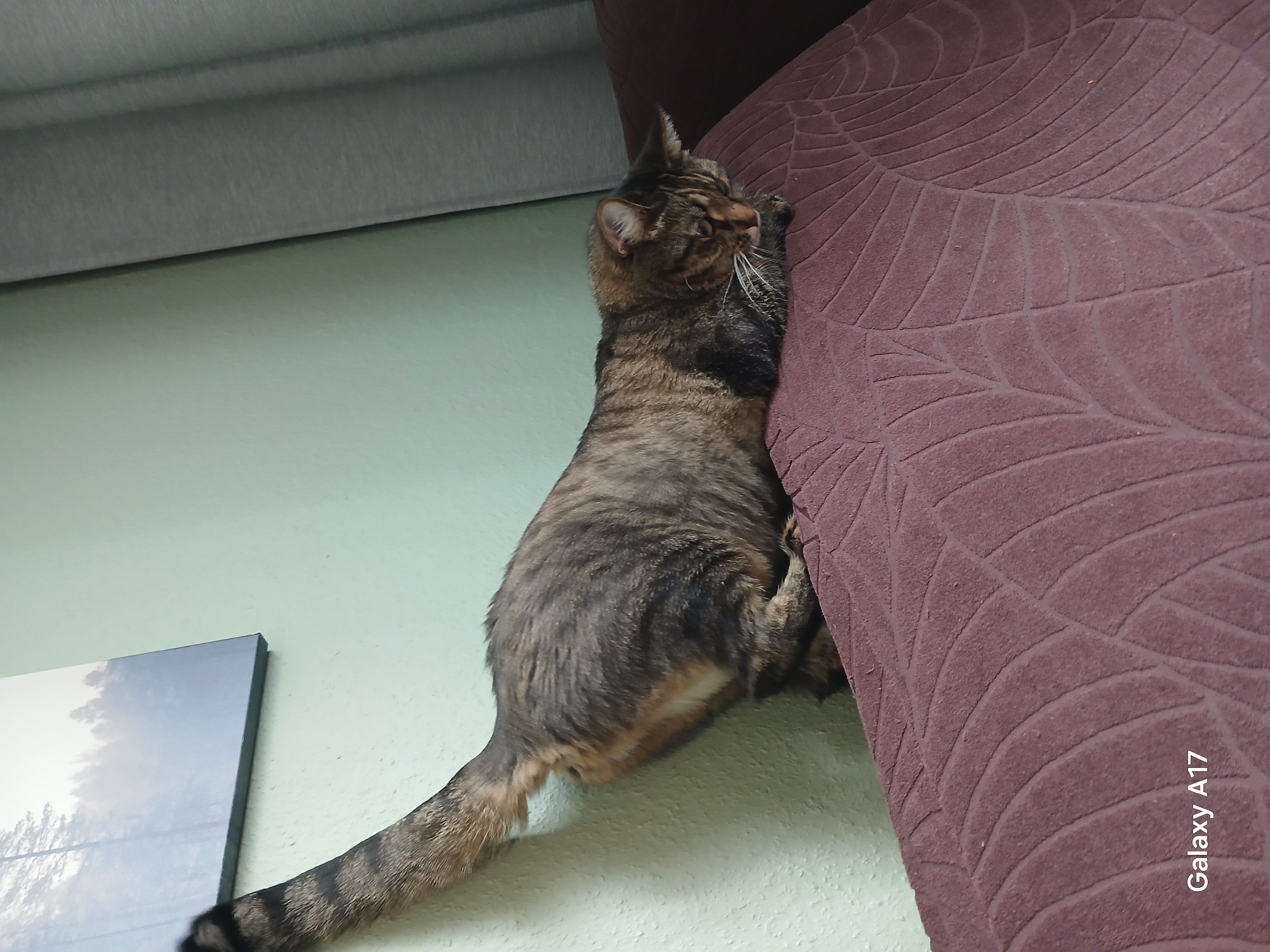 A tabby cat with brown and black stripes is positioned on the armrest of a dark reddish-brown sofa. The cat's body is elongated and low to the surface, with its head lowered and facing to the right, appearing to be looking downwards. Its tail is raised vertically, extending upwards and curving slightly to the left. The sofa has a textured pattern resembling leaves or veins. In the background, a light green wall is visible, and a portion of a framed picture depicting a misty forest scene hangs on it. To the right, a grey curtain is partially visible. The scene is indoors, likely in a residential setting, and does not provide specific geographical information to determine its location within Yekaterinburg, Russia.