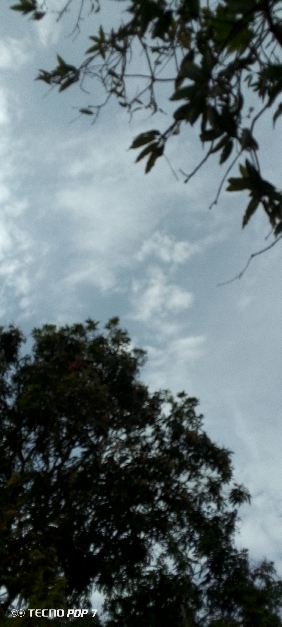 The image shows a view looking up through trees towards a cloudy sky. In the top right corner, there are branches and leaves. In the lower left area, there is a dark tree canopy. The sky is predominantly grey and white. The location is unknown within the city of Altagracia, Venezuela. The inscription TECNO POP 7 is visible in the lower left corner.