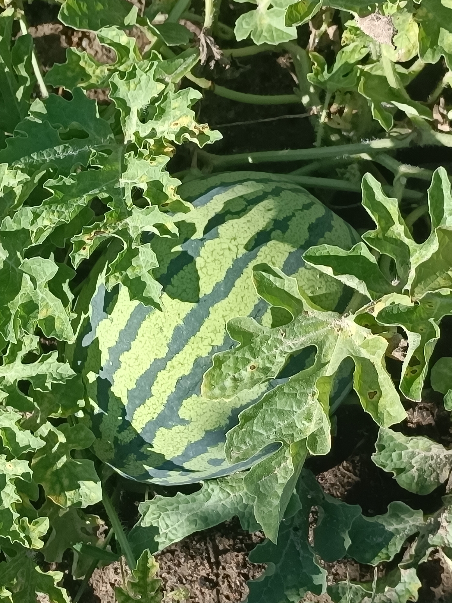 A top-down, close-up shot captures a ripe watermelon nestled amongst its large, green, lobed leaves. The watermelon exhibits characteristic dark green stripes alternating with lighter green, textured sections. The surrounding leaves are vibrant green, some showing signs of wilting or damage with brown spots and irregular edges. The soil beneath the plant is dark and appears somewhat dry. The scene is lit by natural sunlight, casting subtle shadows and highlighting the textures of the fruit and foliage. The location is identified as the Тэльмінскі сельскі Савет in Belarus.