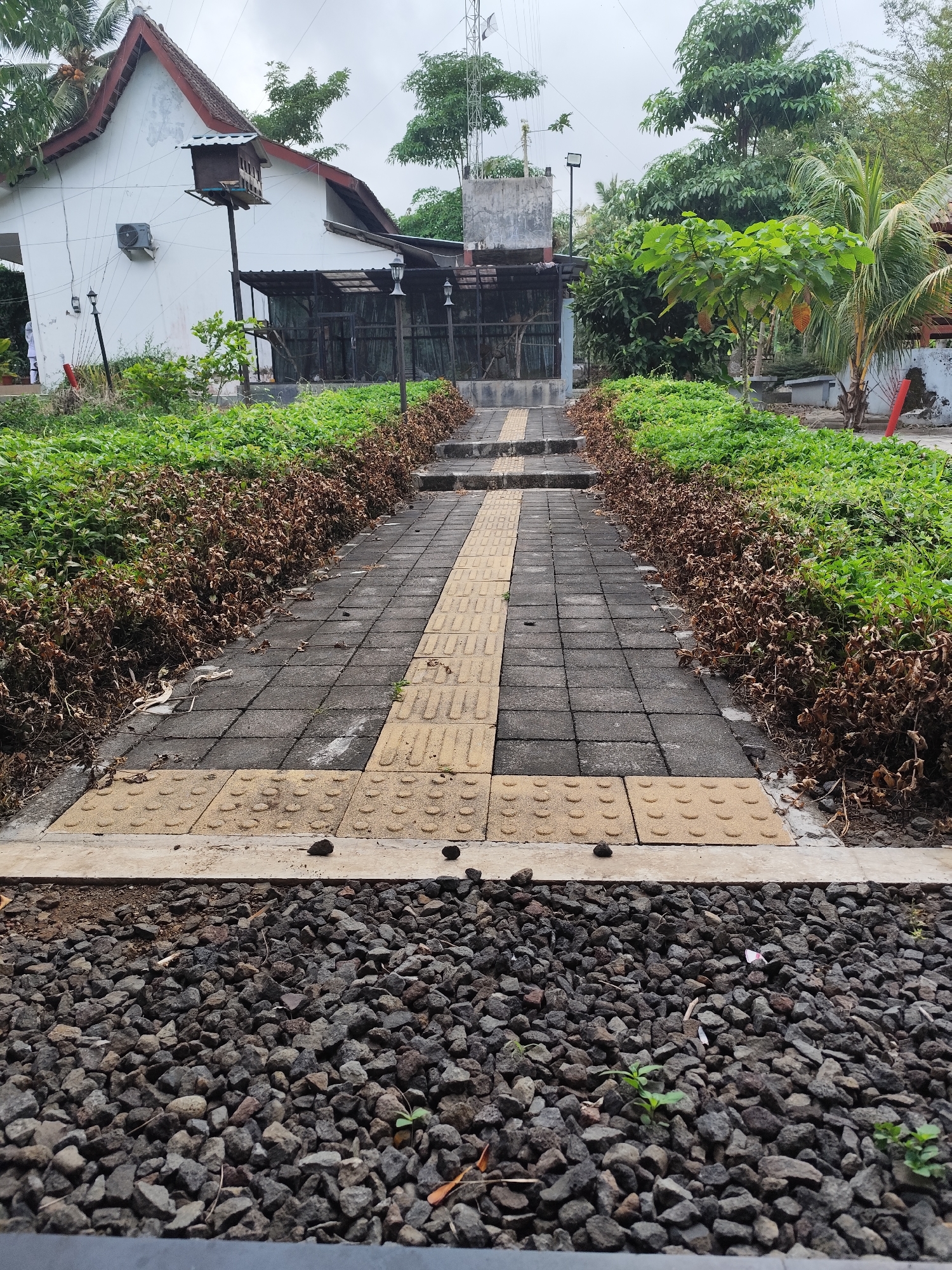 The image depicts a pathway in Tegalarum, Indonesia, leading towards a white building with a red-tiled roof. The pathway is paved with grey square tiles interspersed with yellow tactile paving blocks, designed for accessibility. On either side of the pathway, there are rows of green bushes and dried, brown foliage, creating a contrast between vibrant life and decay. In the background, the white building features an air conditioning unit and a birdhouse mounted on a pole. Beyond the building, lush green trees and vegetation are visible, with utility poles and wires overhead. The scene appears to be an outdoor area, possibly a garden or a walkway within a residential or public space. The lighting suggests an overcast day.