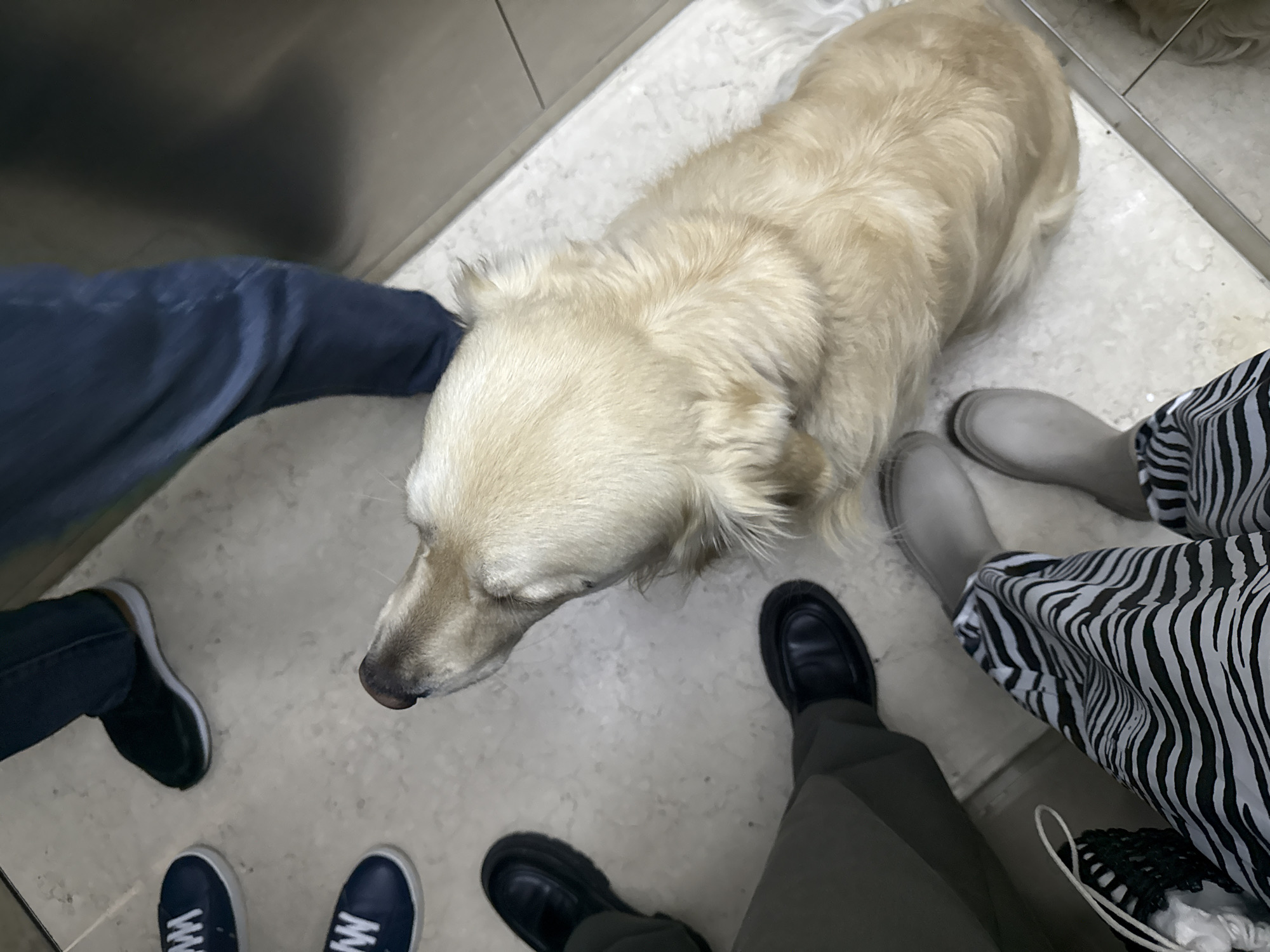 A high-angle shot depicts the interior of what appears to be an elevator. A golden retriever dog stands at the center, surrounded by the feet of at least four people. One person wears blue jeans and black sneakers. Another person wears a black and white zebra-striped skirt and grey shoes. A third person wears olive pants and black shoes. The fourth person is wearing dark blue sneakers. The walls of the elevator are light colored, with an unknown metal panel in the background on the left. The floor is light colored. This scene does not include sufficient information to place the image in Yerevan, Armenia.